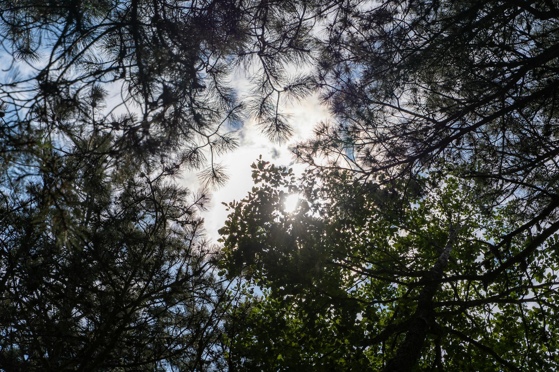 Scenic view of sun shining through a forest canopy in Bursa, Turkey, capturing nature's beauty.