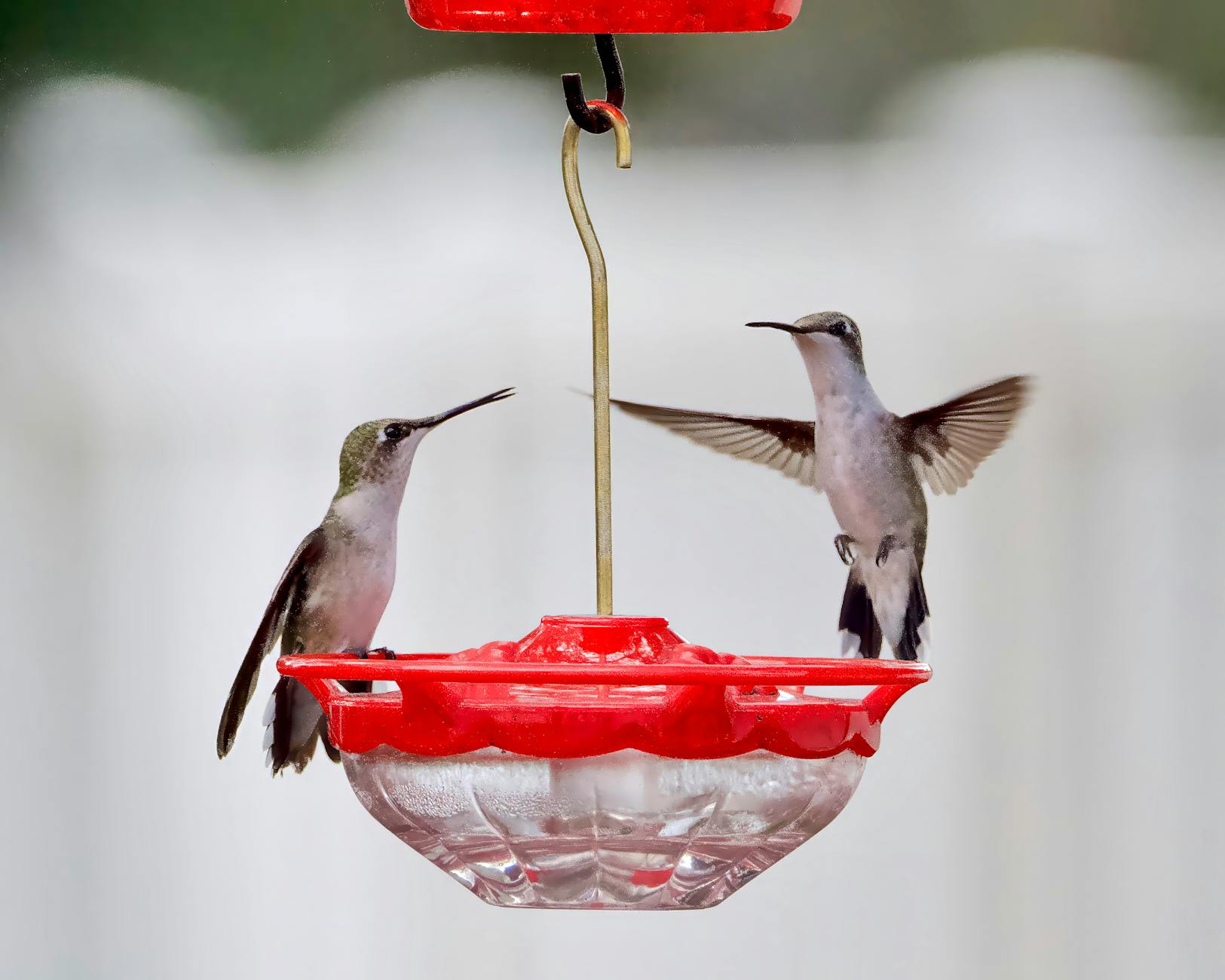 Hummingbirds facing each other