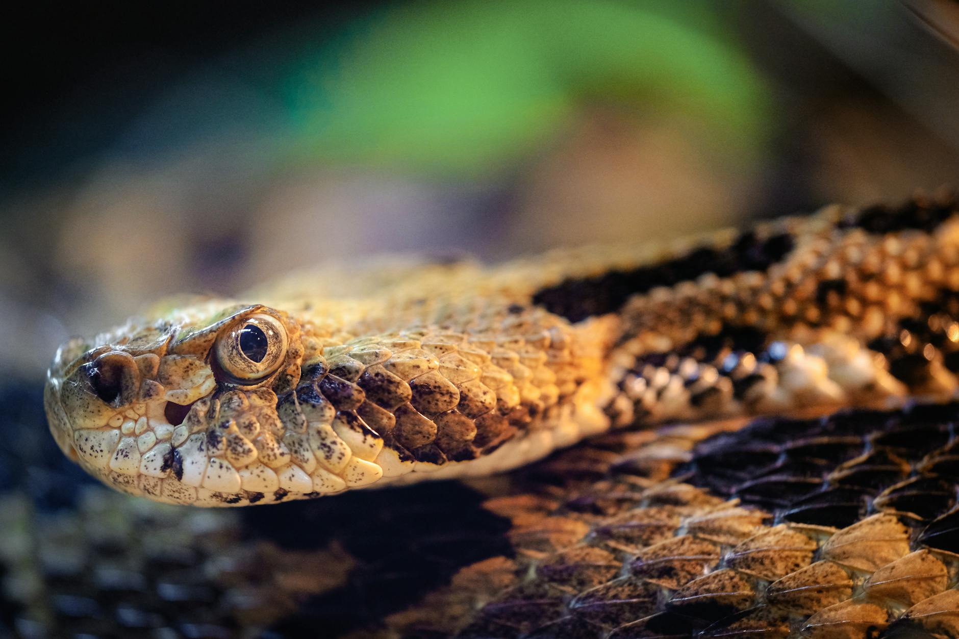 Detailed image of a Timber Rattlesnake with focus on its textures and patterns.