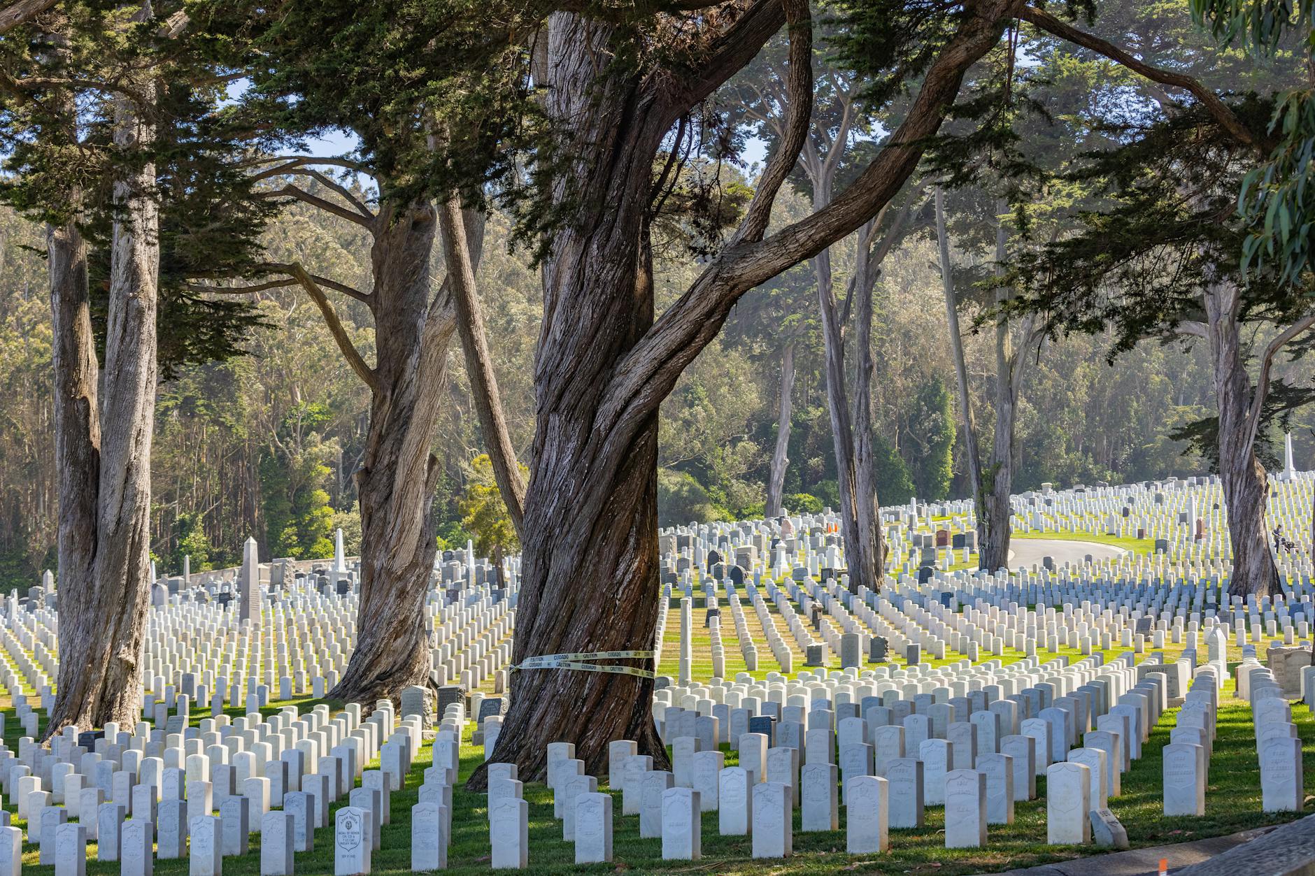 Peaceful cemetery landscape with rows of gravestones under tall trees, creating a serene outdoor scene.