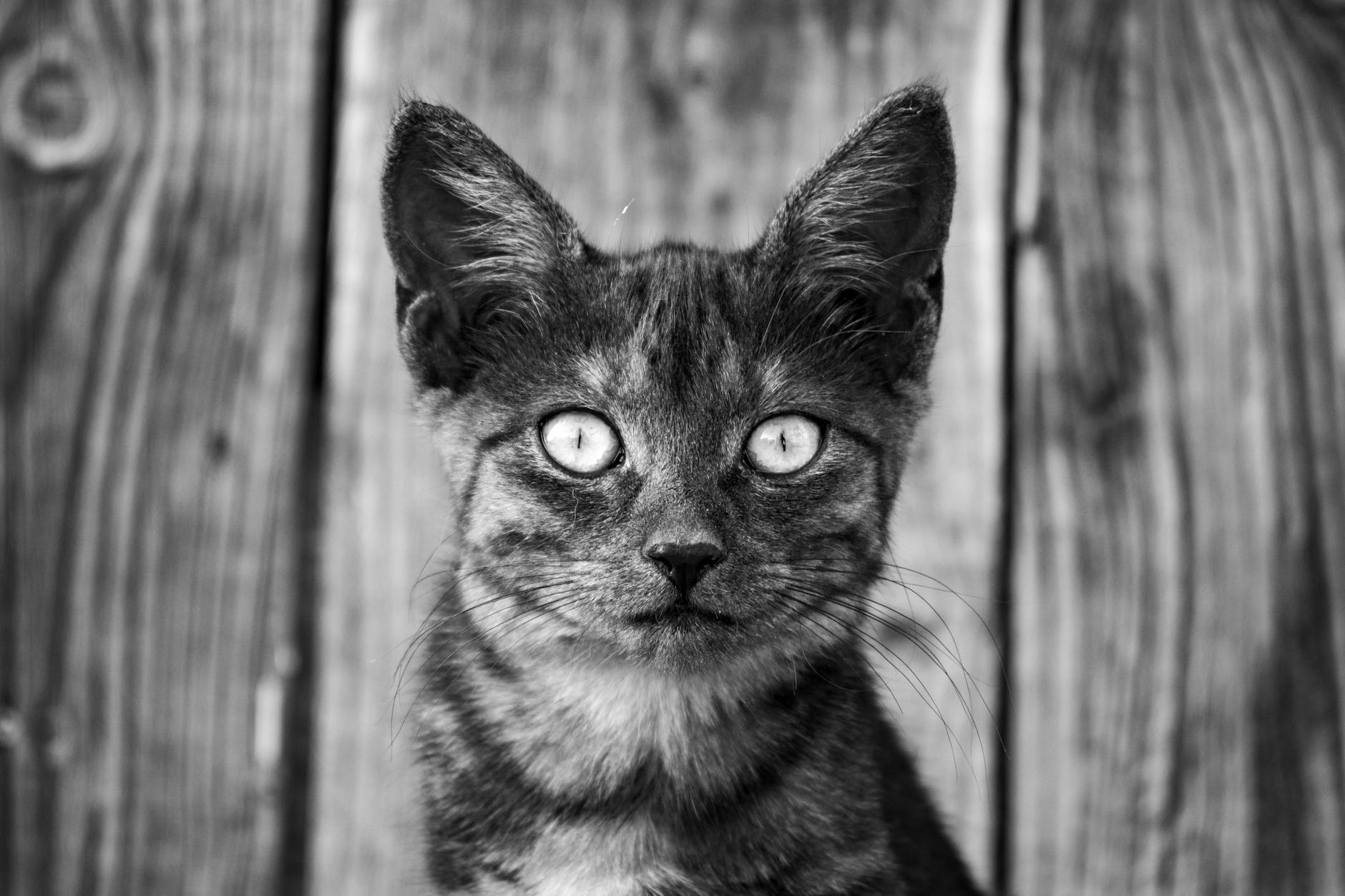 Artanis: Comprehensive Biography, Timeline, and Roles