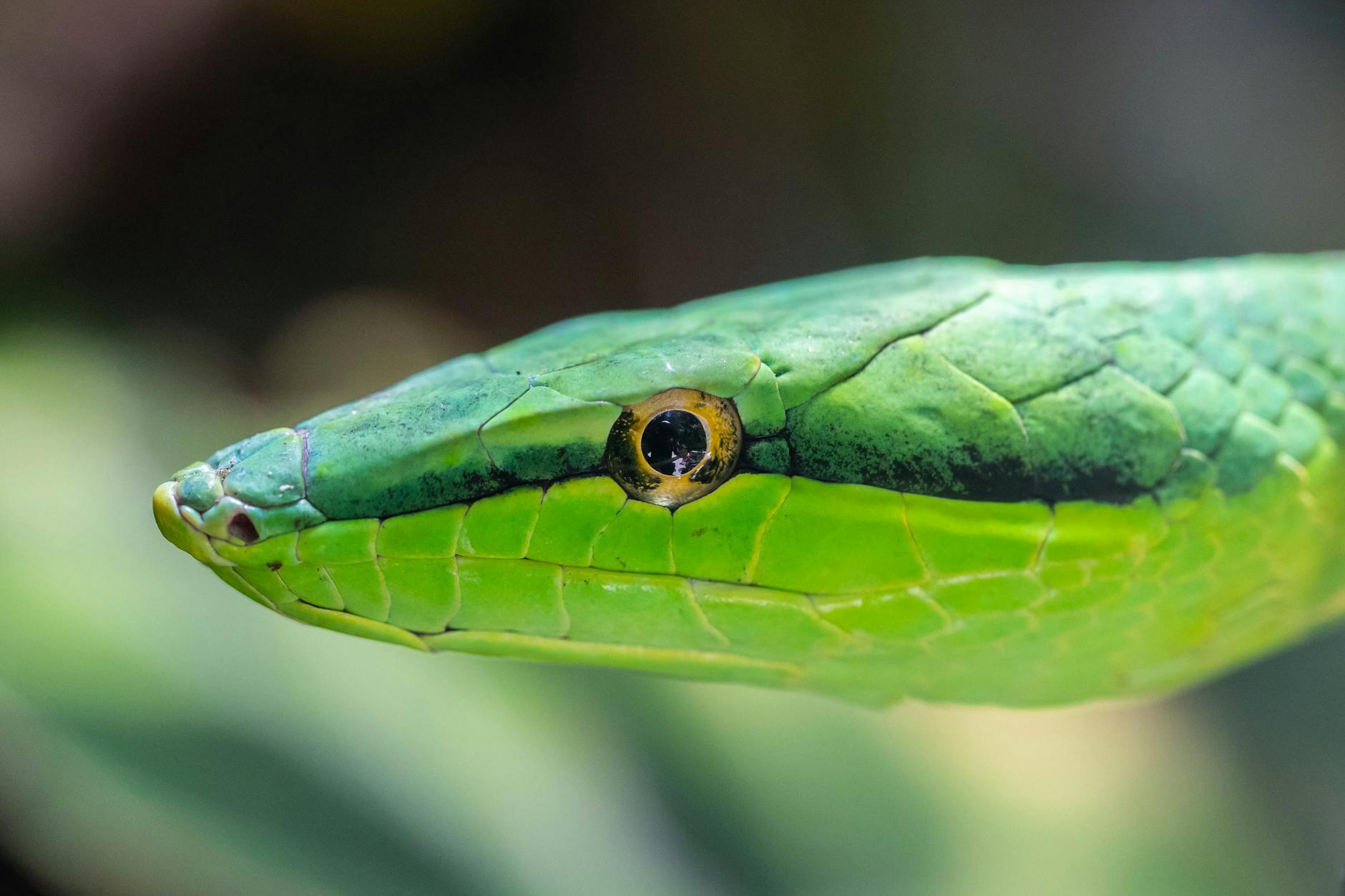 Detailed macro capture of a green snake showcasing its vivid scales and eye in Costa Rica.