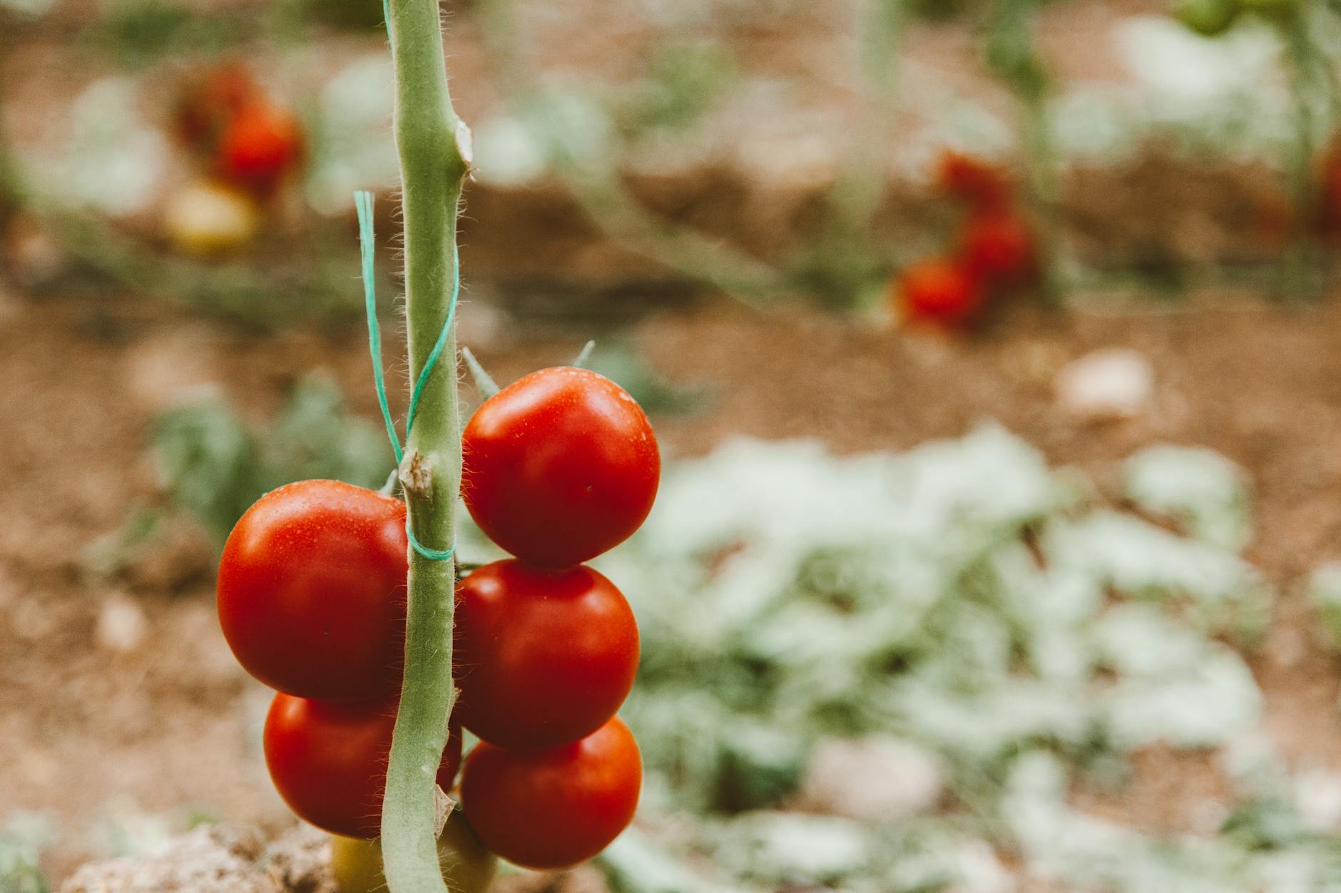 A close-up view of ripe red tomatoes growing on a vine supported by a green stake.