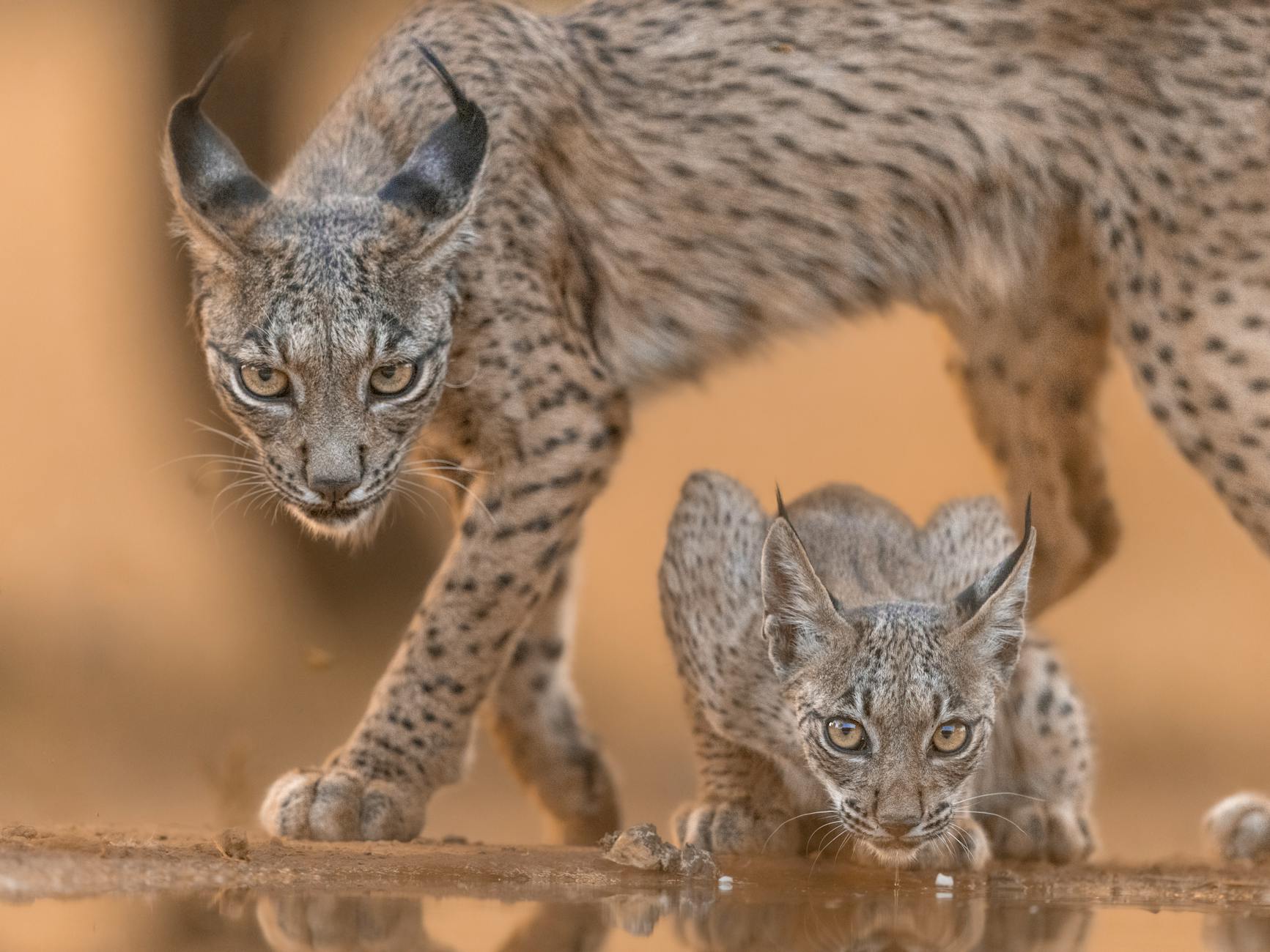 Captivating scene of an Iberian lynx and cub in their natural habitat in Spain.