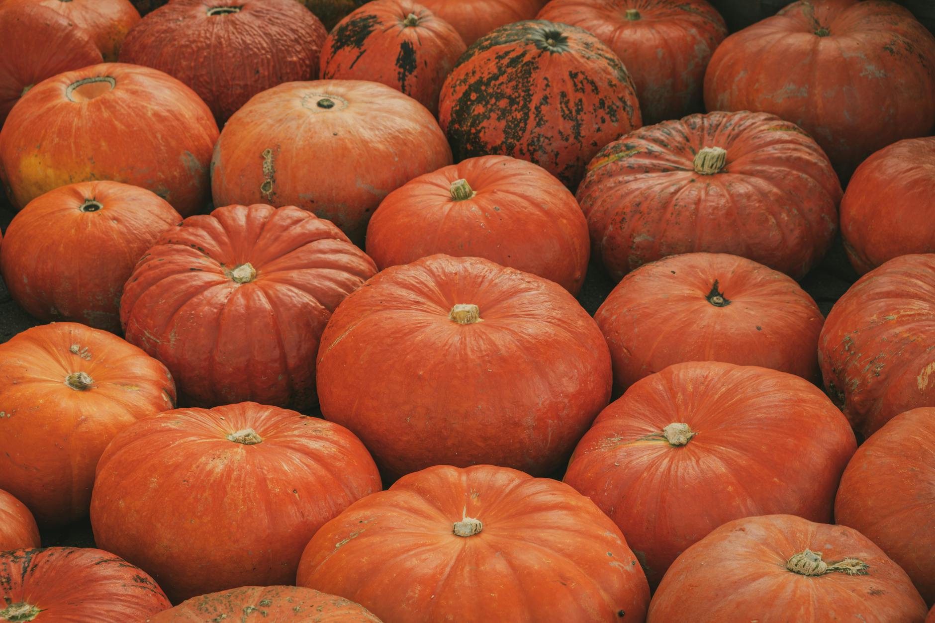A vibrant collection of pumpkins showcasing the autumn harvest, perfect for Halloween and fall decorations.