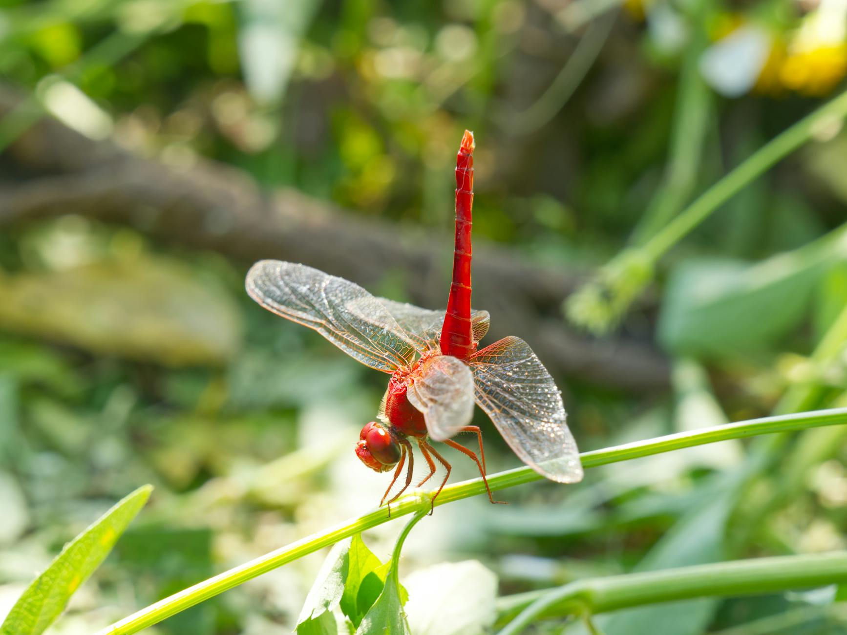 Dragonfly resting on a stalk.