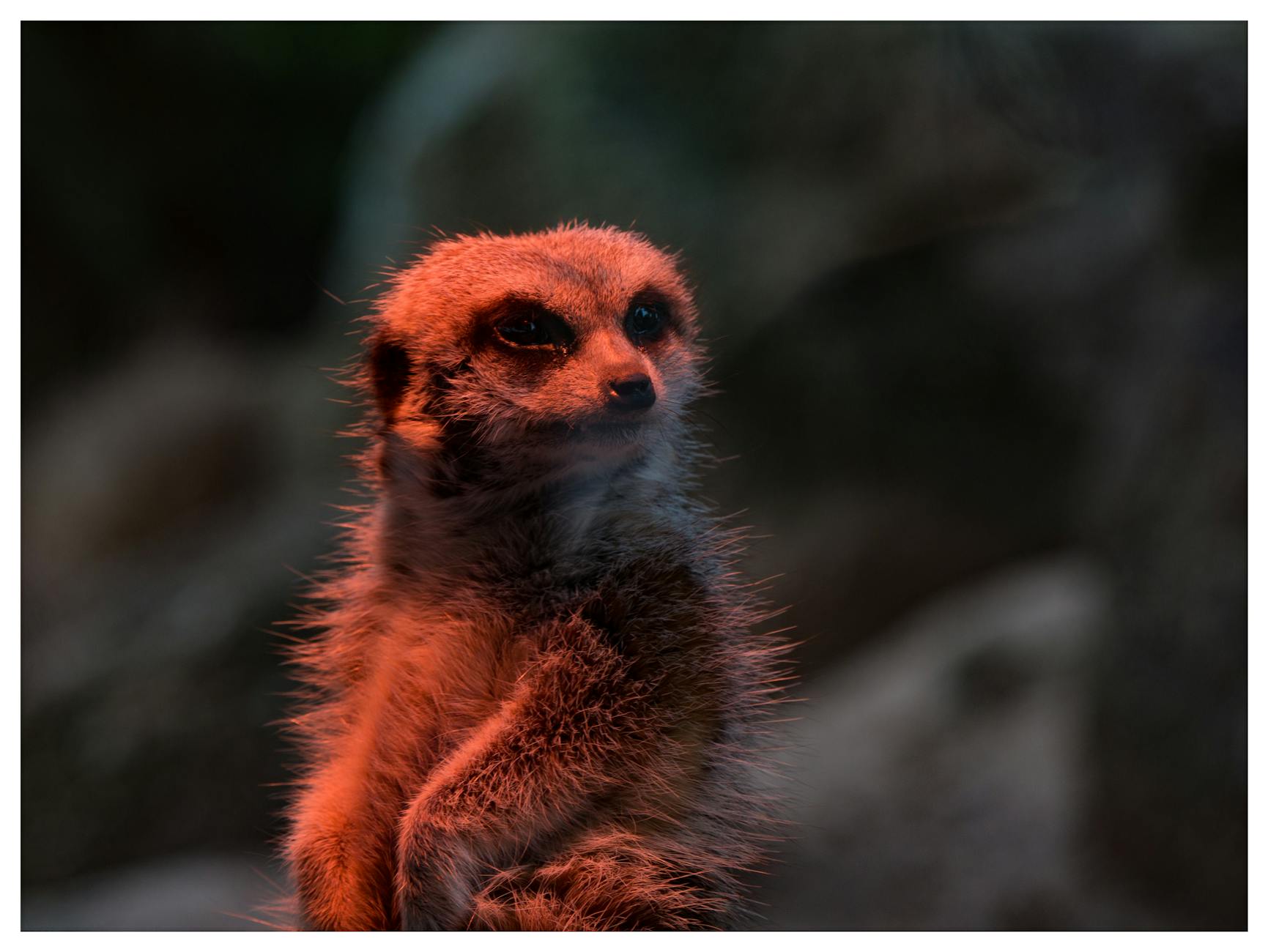 A close-up of a meerkat under dramatic lighting, showcasing its natural curiosity.