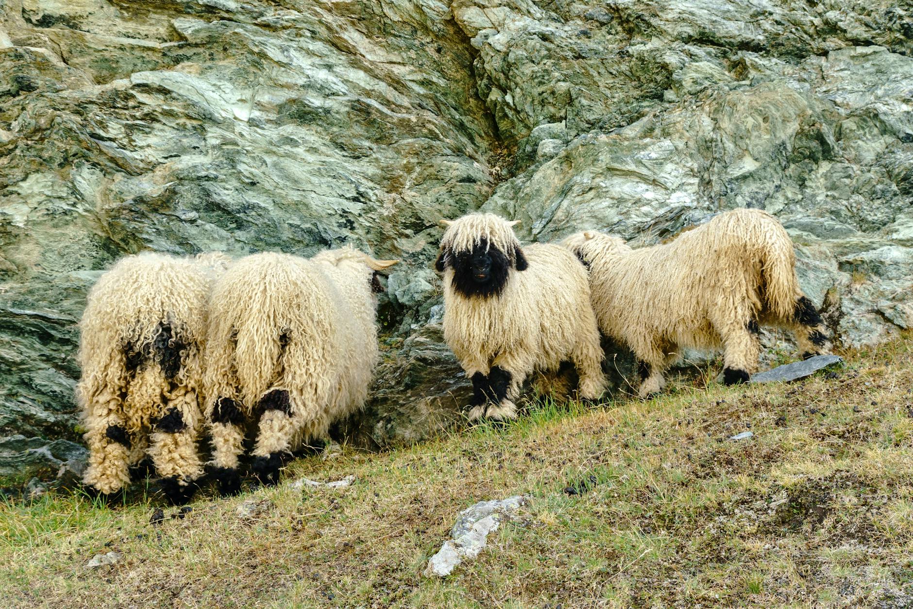 A group of Valais Blacknose sheep grazing on a rocky hillside in Zermatt, Switzerland.