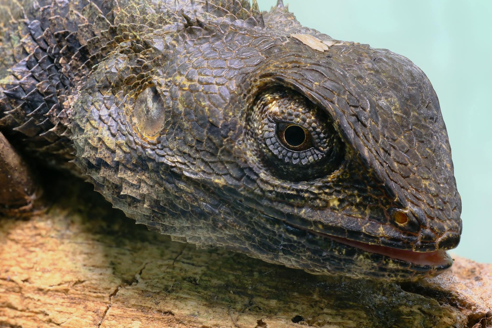 Detailed macro shot of an East African Armadillo Lizard on a branch.