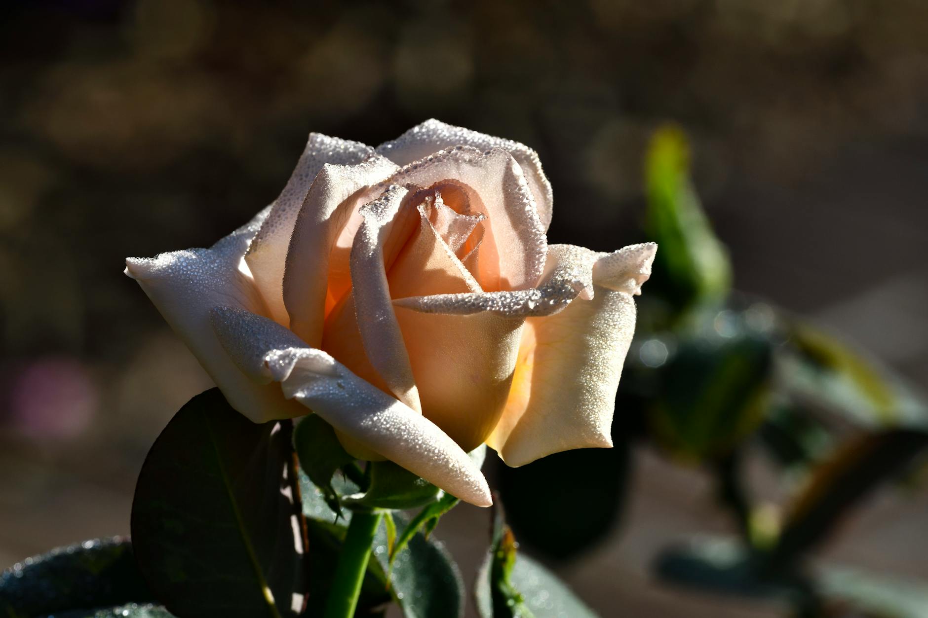 A delicate peach rose covered in frost, captured in early morning light, showcasing nature's beauty.
