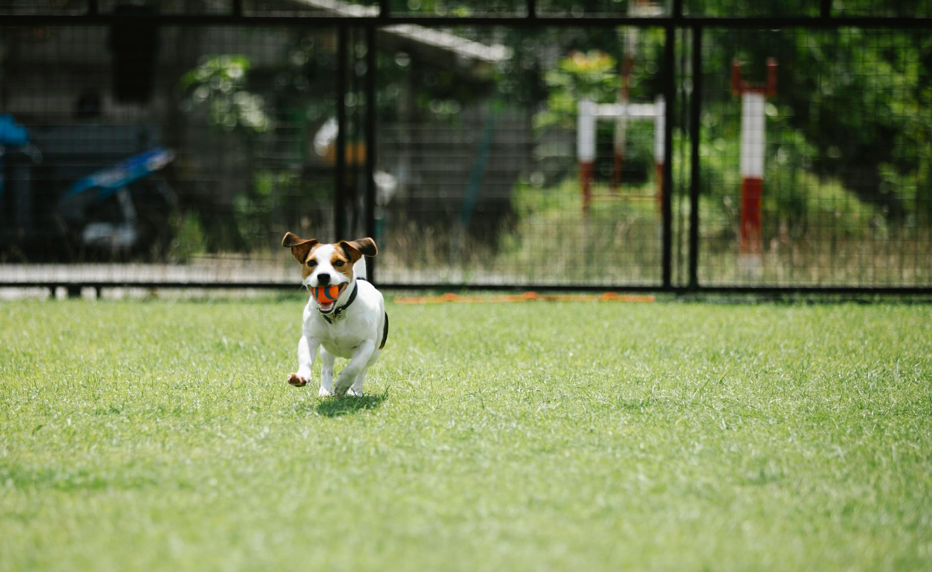 A playful Jack Russell Terrier running on grass with a ball outdoors.