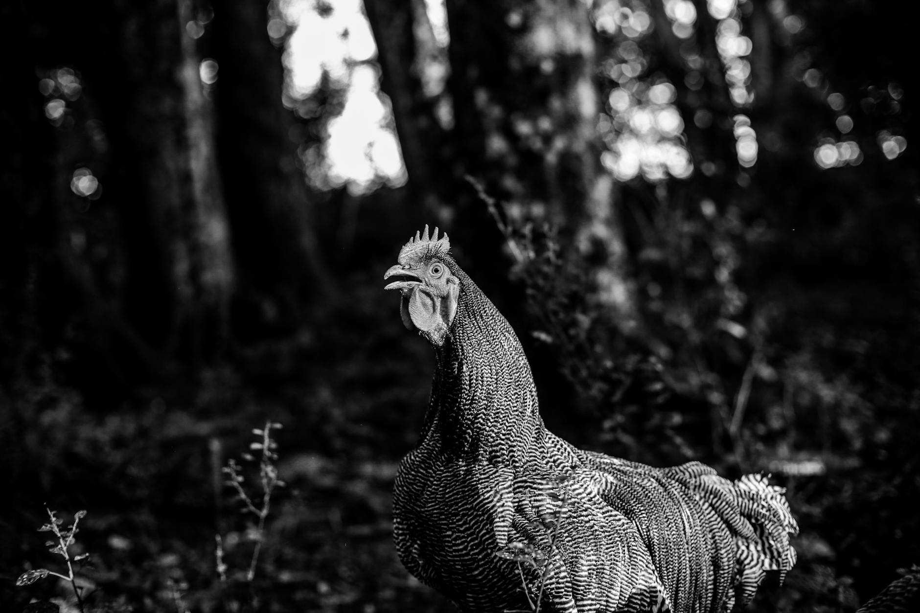 Black and white close-up of a Plymouth Rock chicken outdoors in a forest setting.
