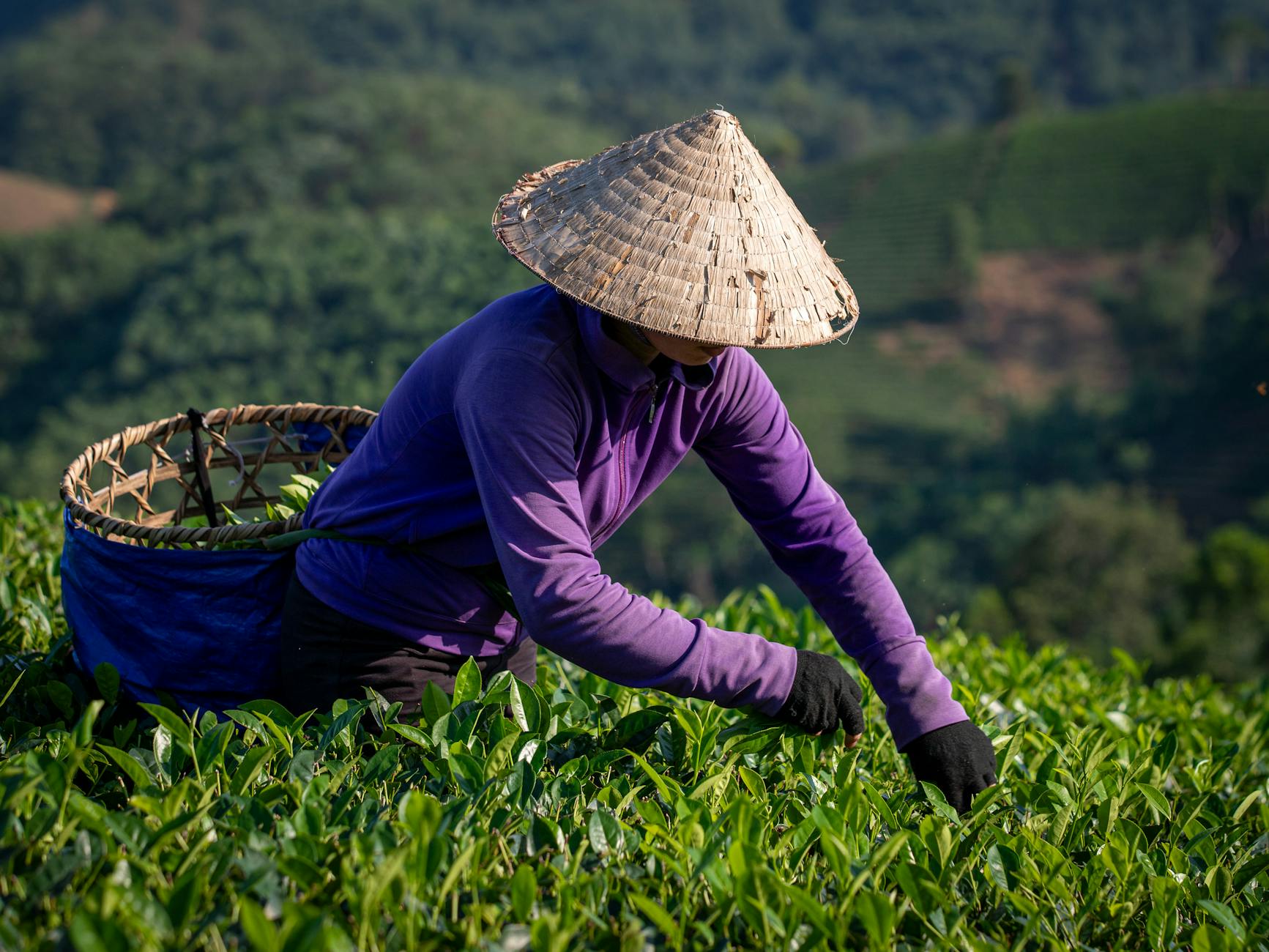 A farmer harvesting tea leaves in the lush green fields of Phú Thọ, Vietnam.