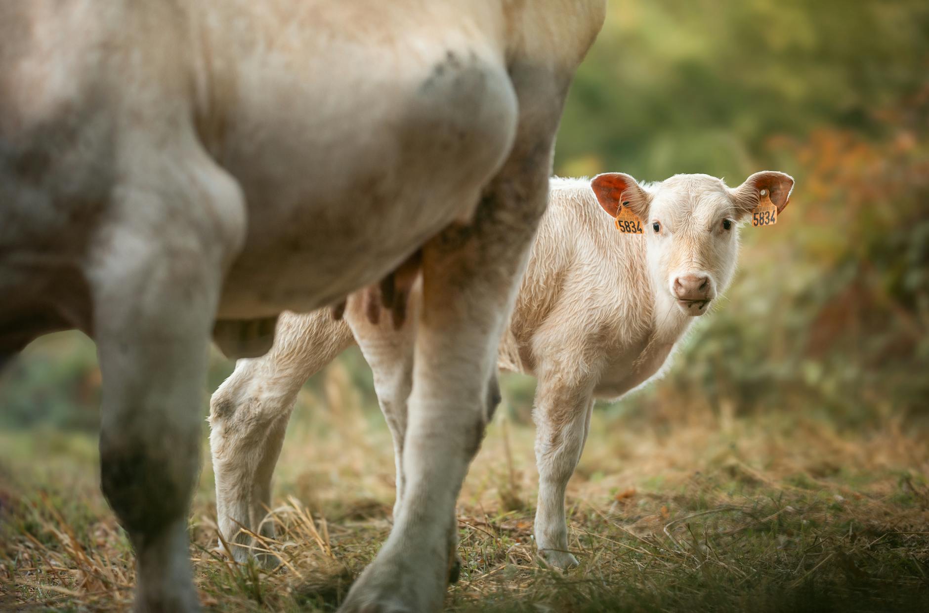 Adorable calf with tag among cows in tranquil outdoor pasture scene.