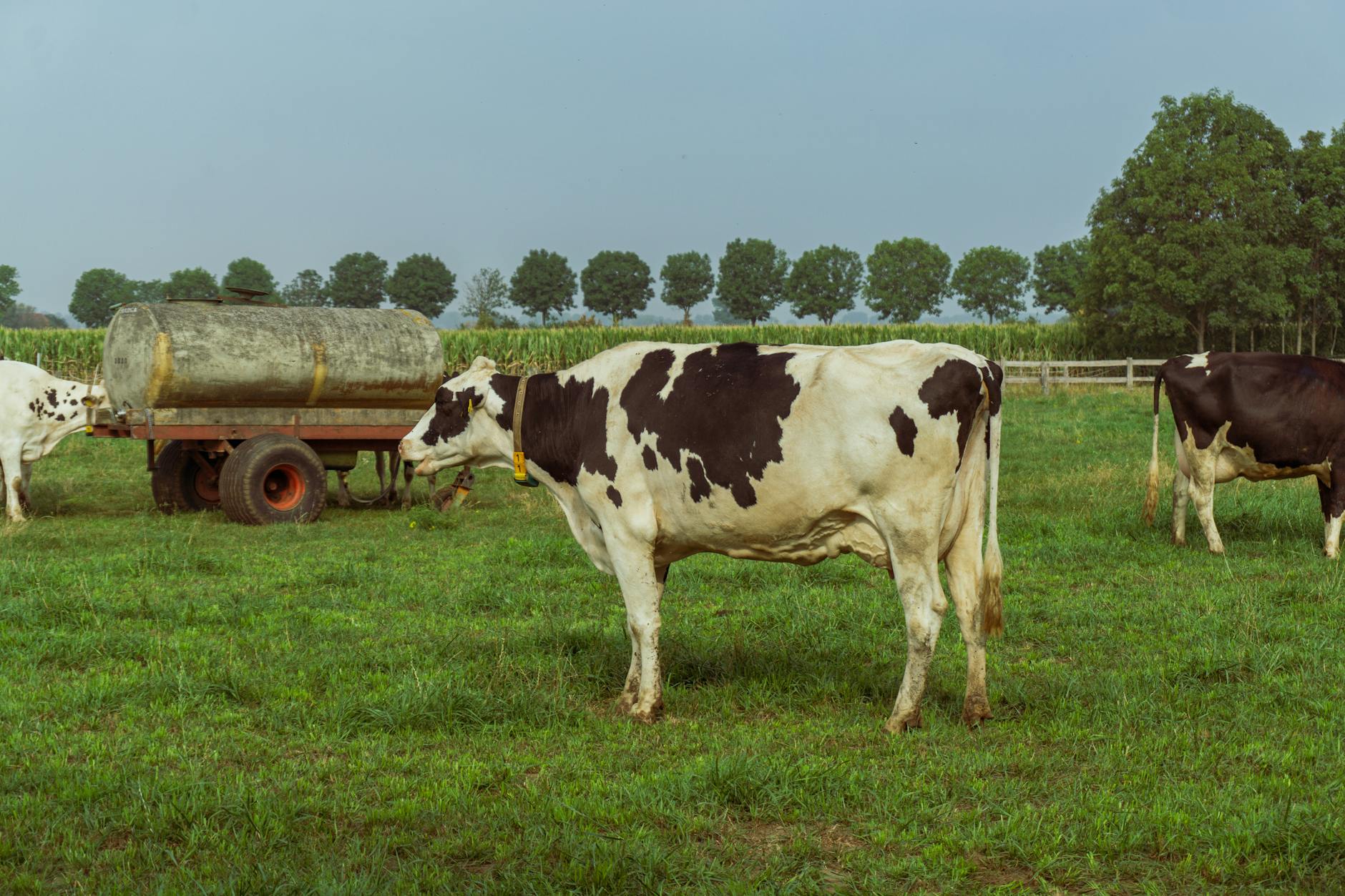 Holstein cows grazing in lush German pasture with water tank trailer, Wassenberg, Germany.