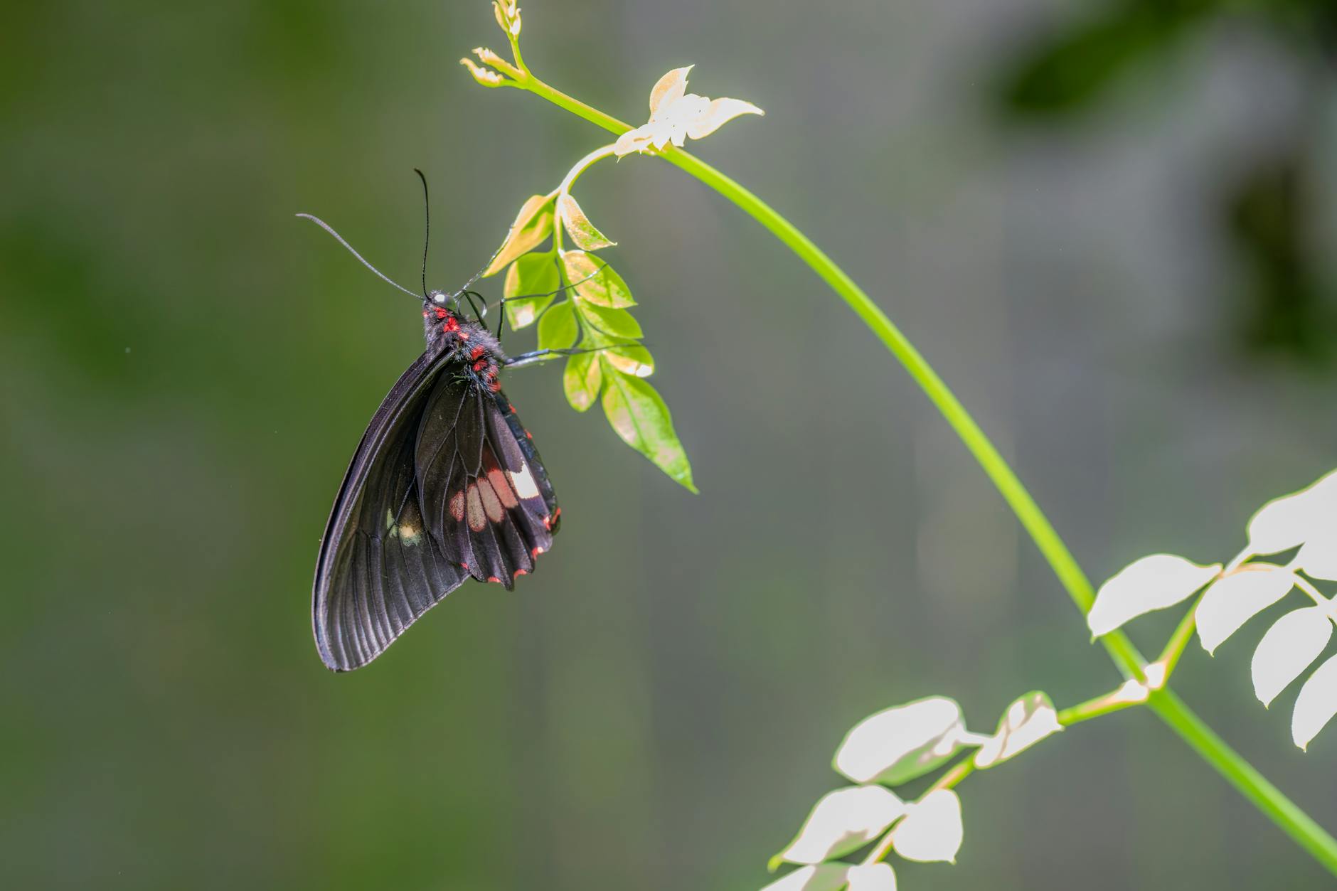 Understanding ButterflyQuant: Ultra-Low-Bit LLM Quantization with Learnable Orthogonal Butterfly Transforms