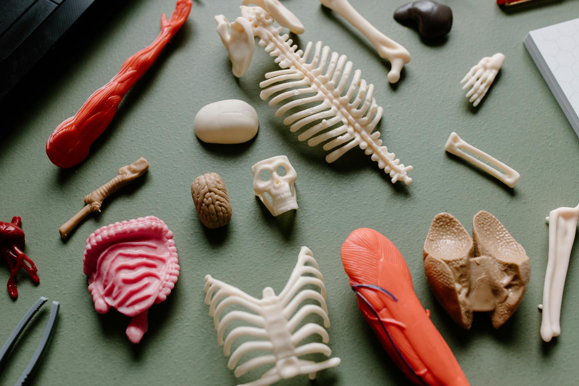 An array of educational anatomy models, focusing on human body parts arranged on a green surface.