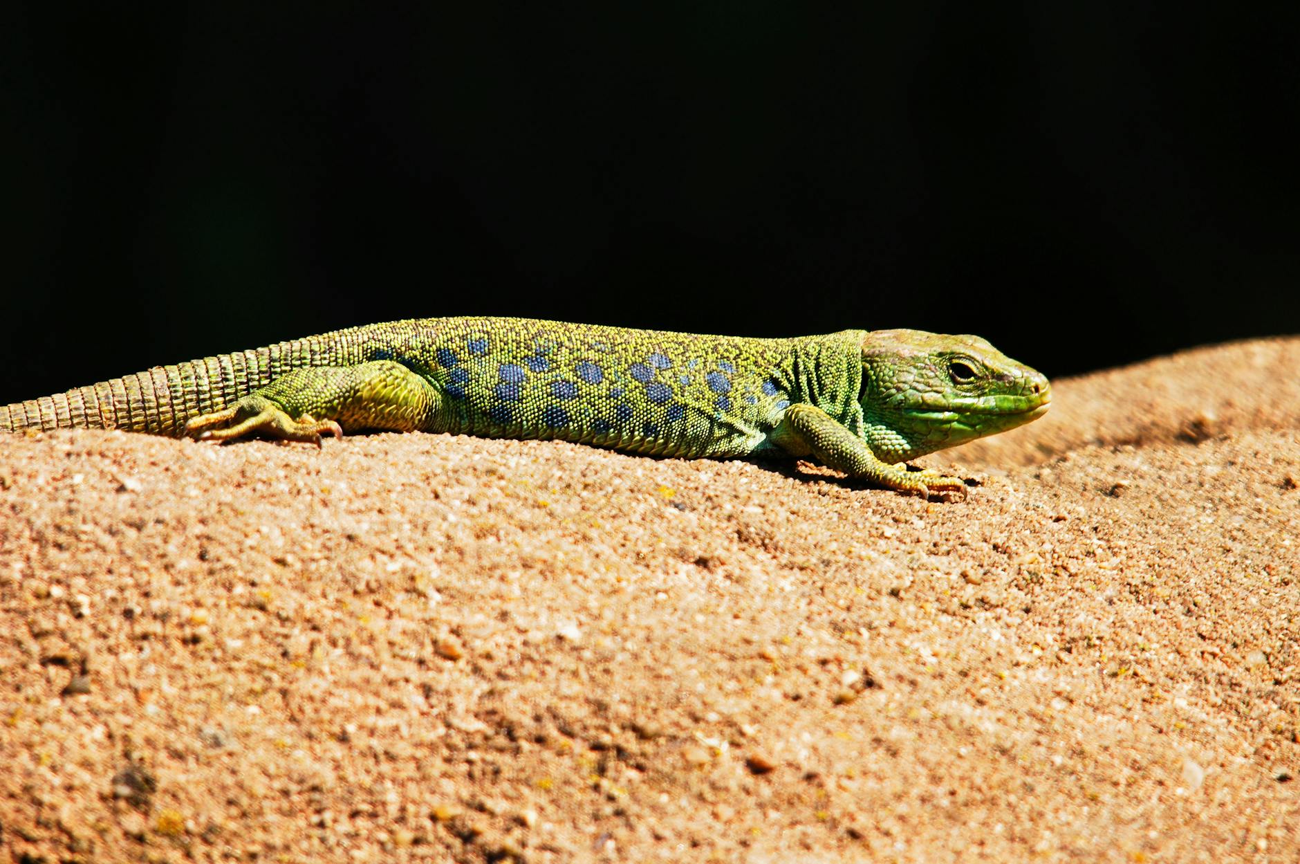 Bright green lizard basking on a sunlit rock in Nürnberg, Germany.