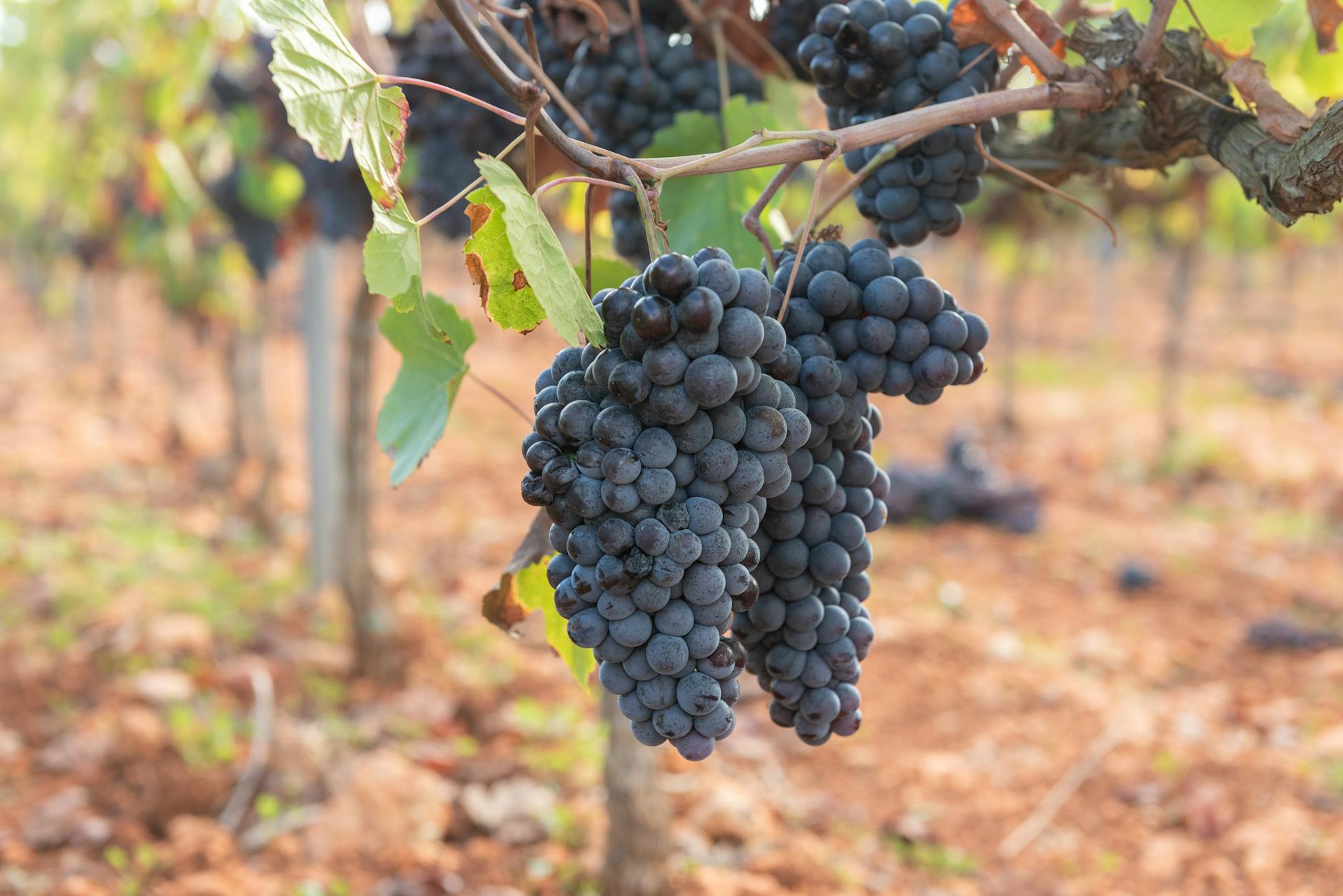 Close-up of ripe grapes hanging on a vine in a sunny vineyard, perfect for wine production.