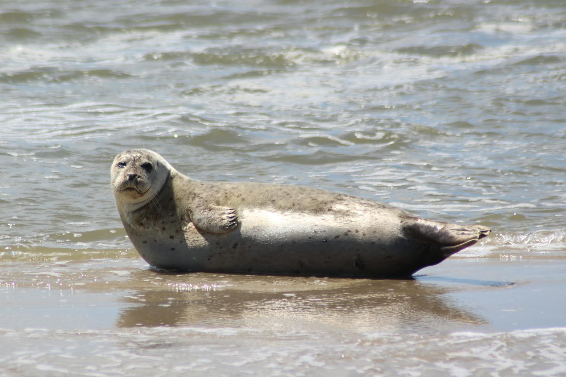 A harbor seal enjoying a sunny day on the sandy shores of Friesland, Netherlands.