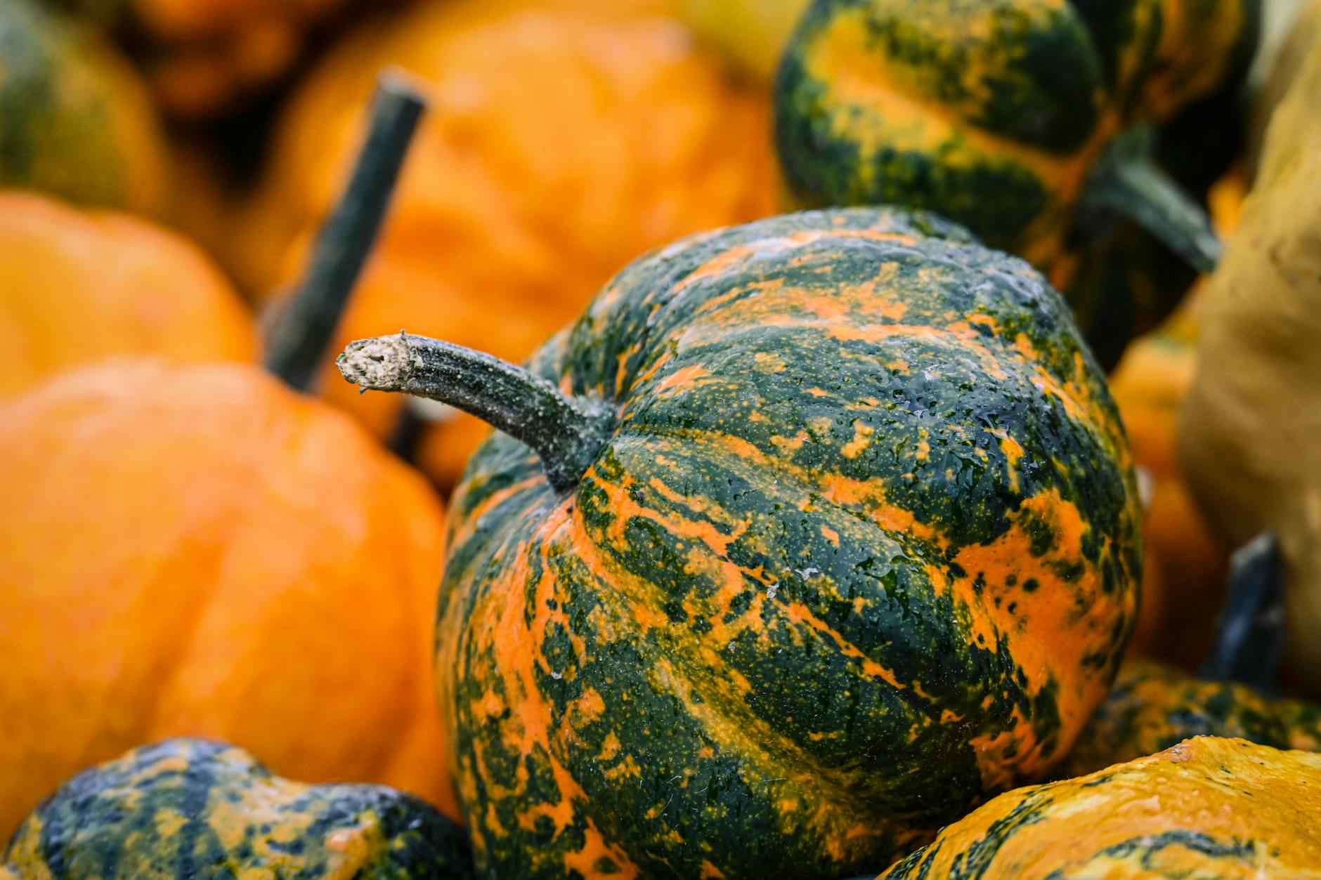 Colorful ornamental pumpkins representing the essence of fall, perfect for seasonal decor.