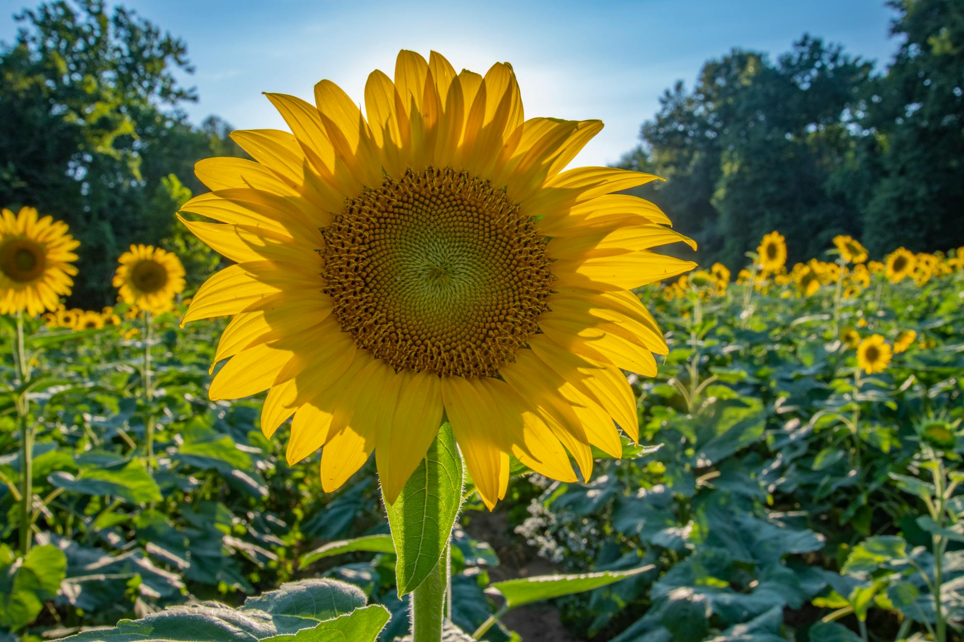 A close-up of a vibrant sunflower in full bloom under the summer sun in a lush field.