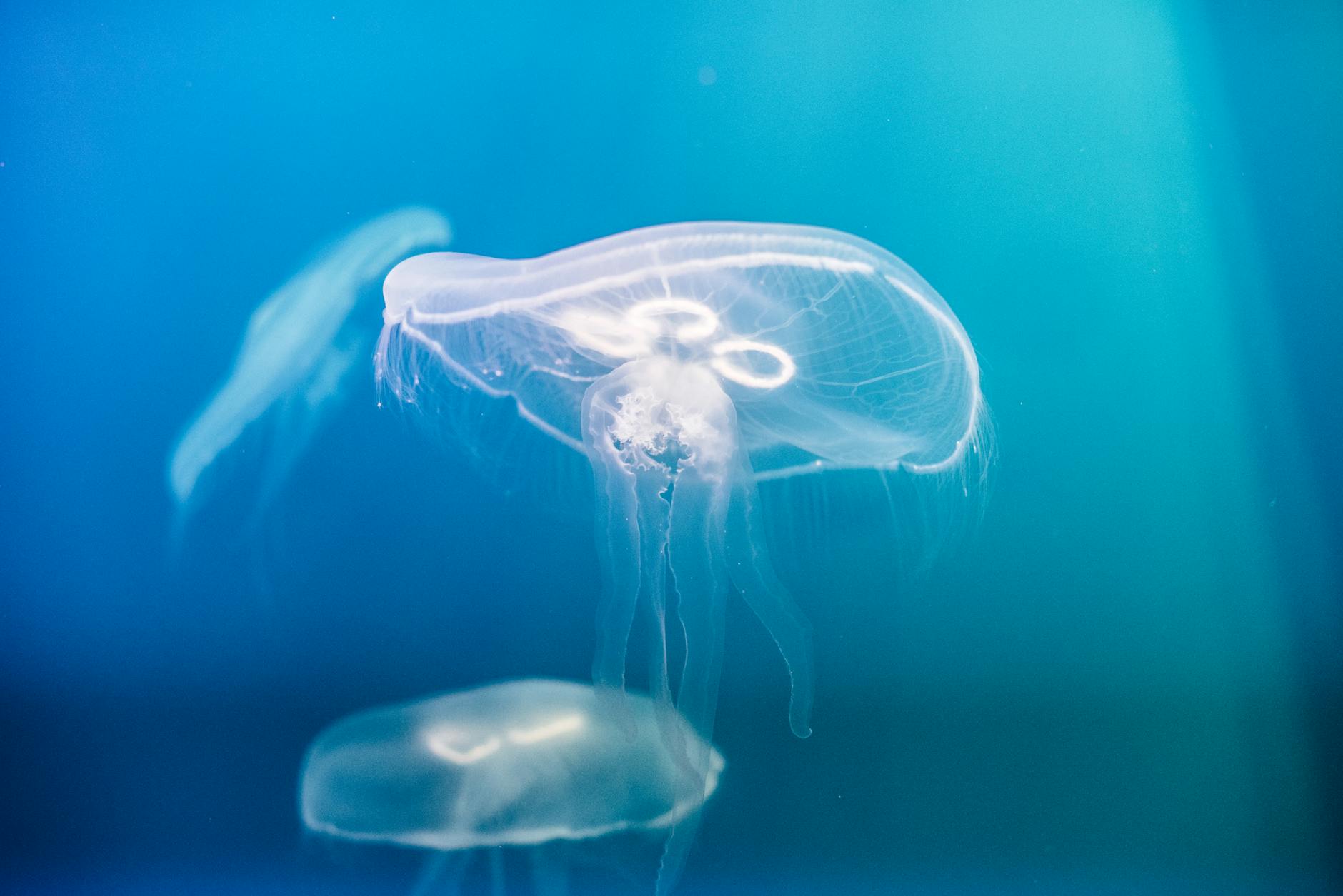 A delicate jellyfish floating gracefully in the vibrant blue ocean depths.