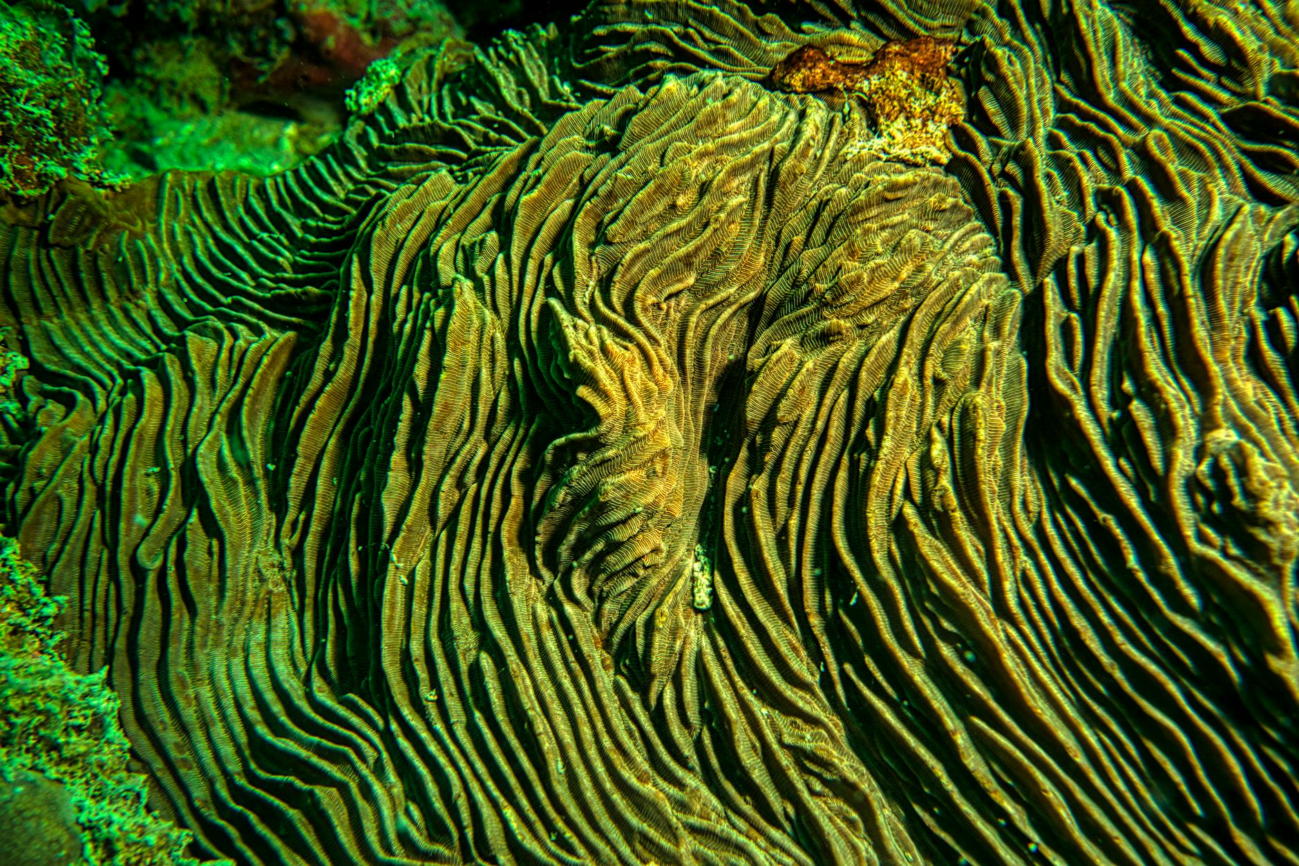 Detailed view of vibrant brain coral with unique texture and patterns in Jakarta, Indonesia.