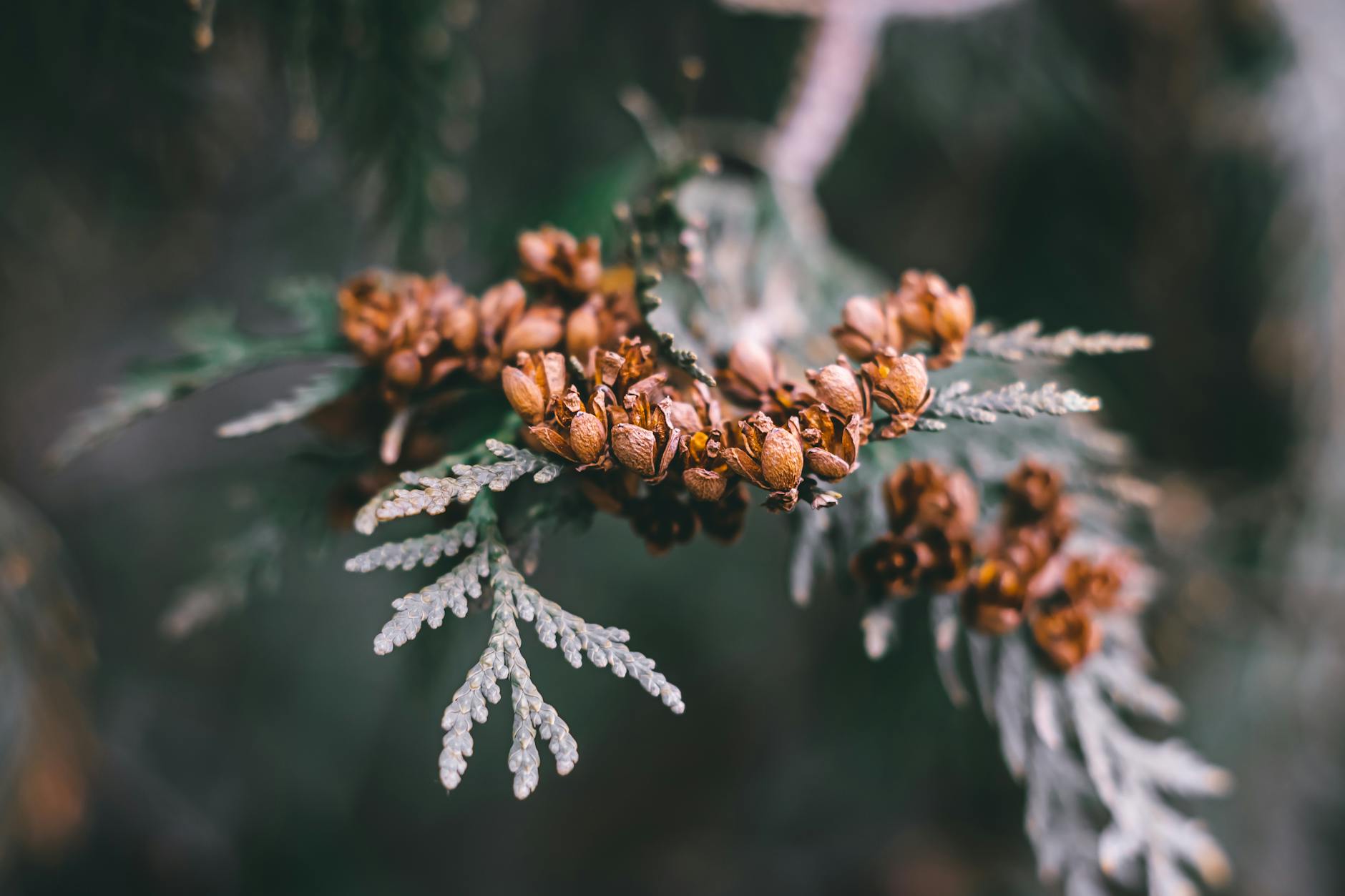 Detailed macro shot of cedar cones on an evergreen branch, exhibiting texture and nature's intricate design.