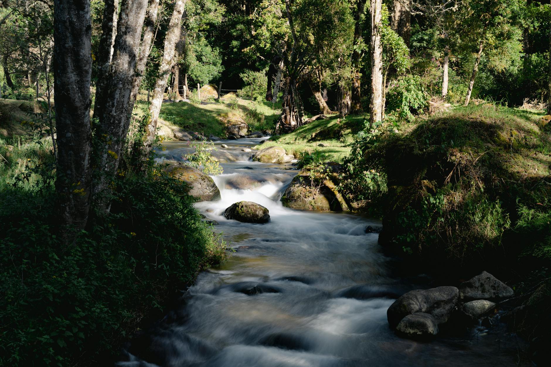 Free stock photo of costa rica, dota, nature