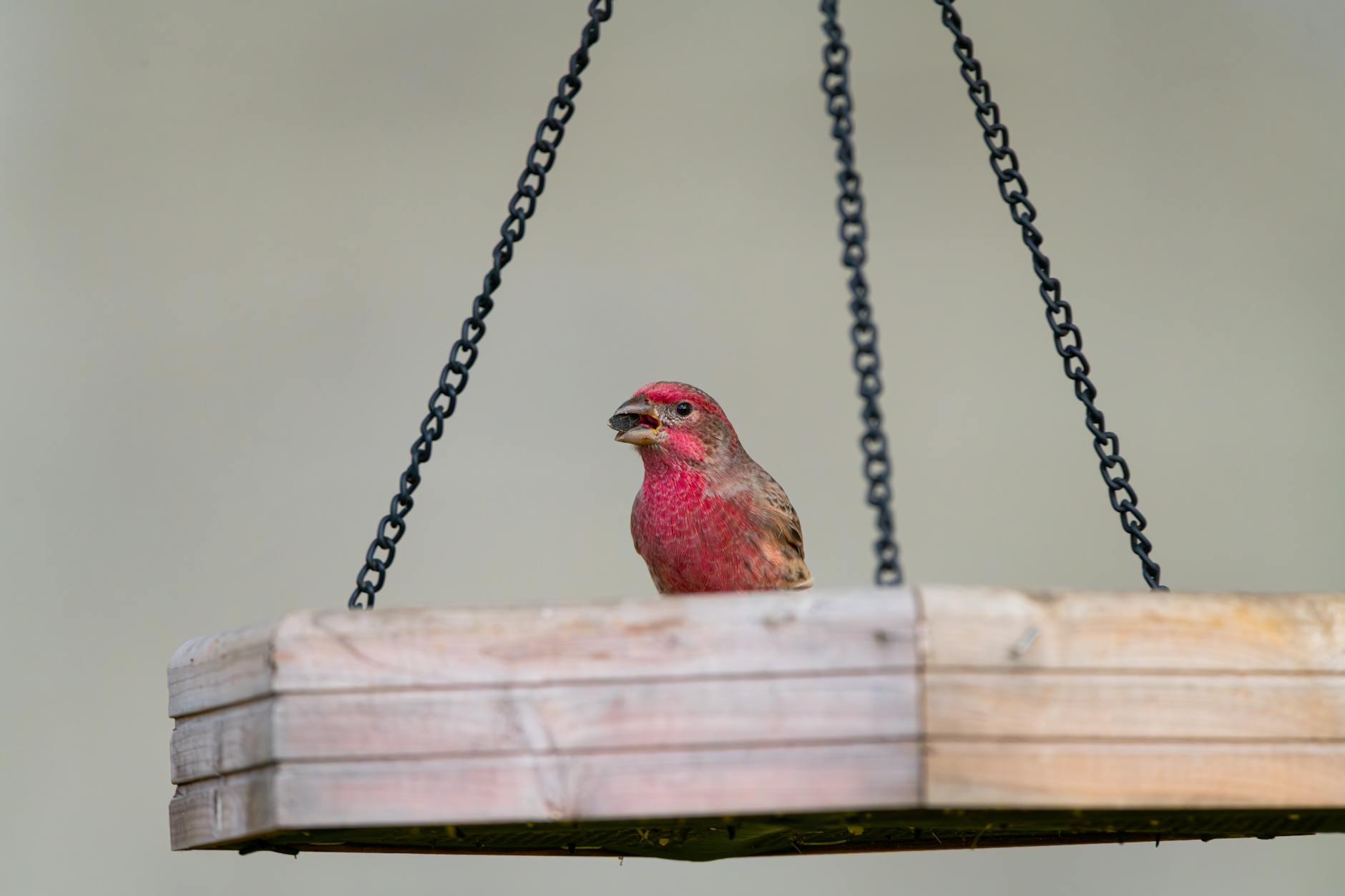 Free stock photo of adult bird, finch, squirrel