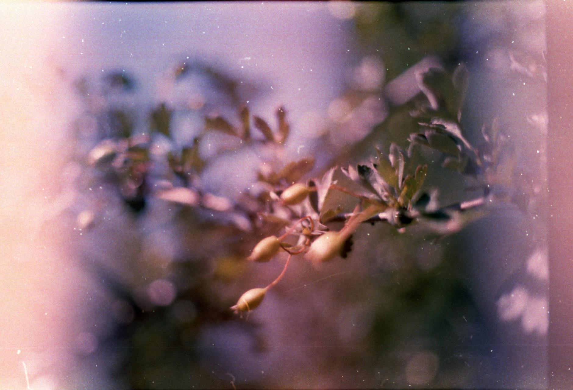 Close-up of a branch with buds captured using vintage film photography, featuring a light leak effect for an artistic touch.