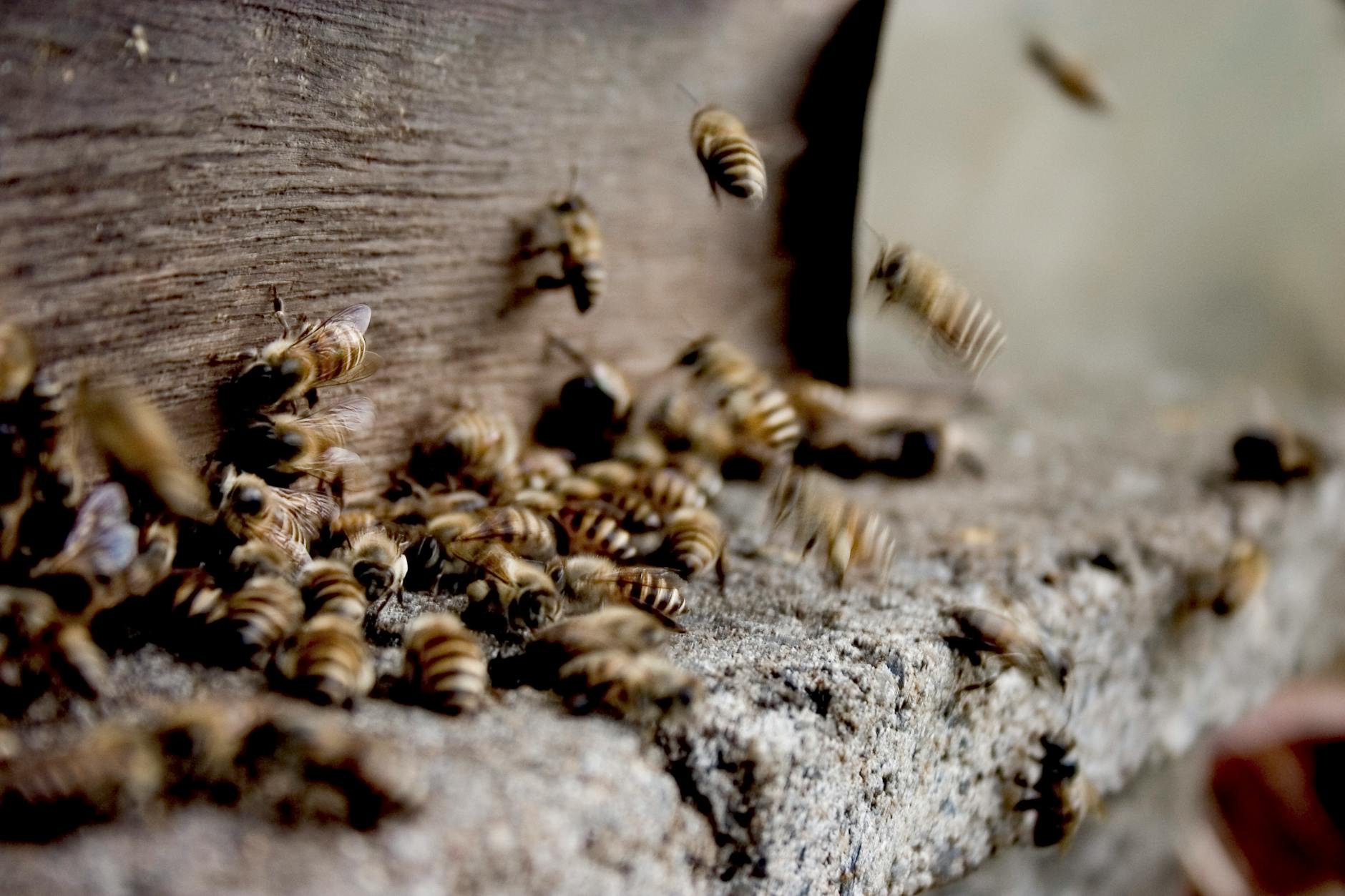 A close-up view of bees swarming around a wooden beehive entrance showcasing natural bee behavior.