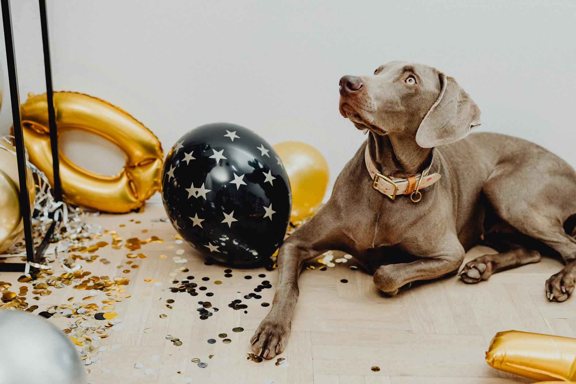 A Weimaraner dog laying indoors surrounded by festive balloons and scattered confetti.
