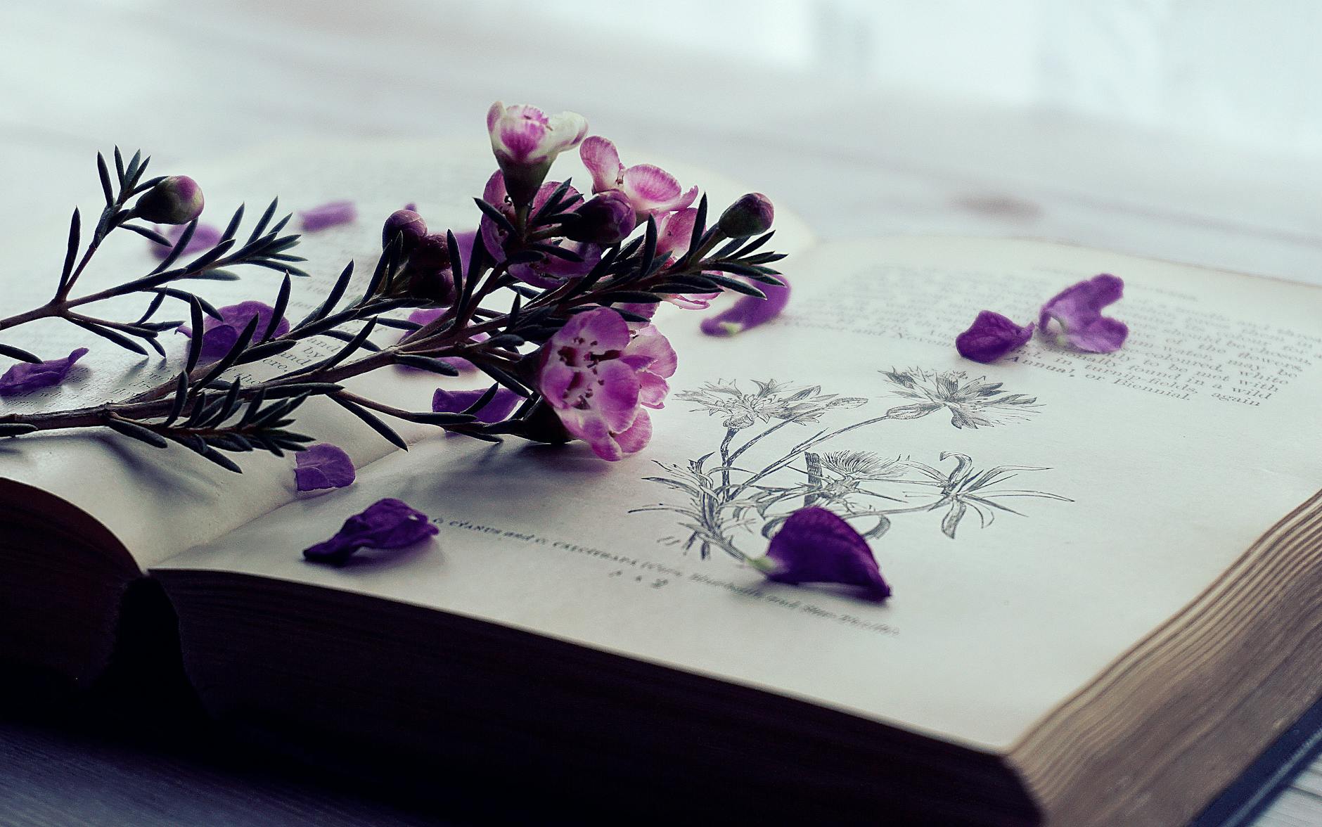 Delicate purple flowers on an open book with floral illustrations.