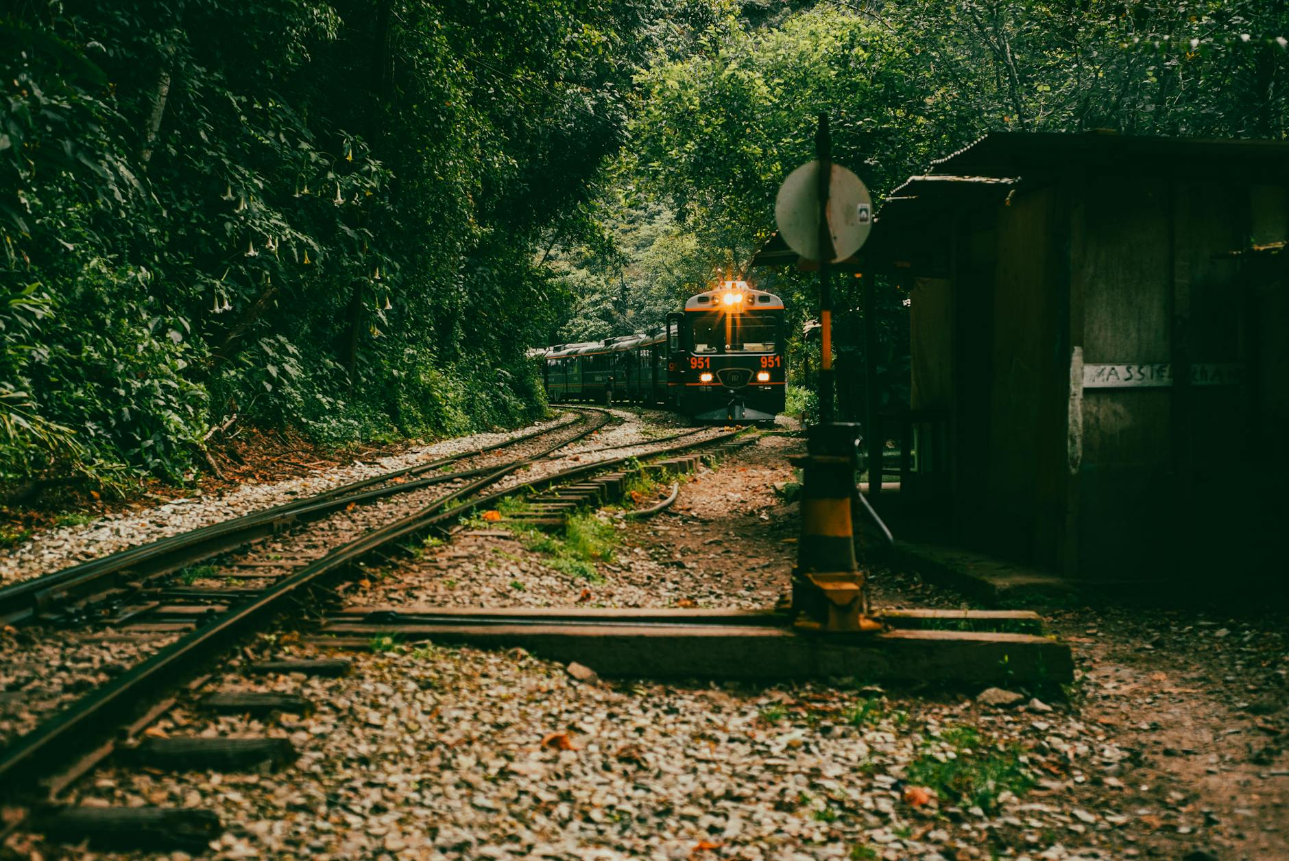 A scenic train moving through lush green forest, showcasing vibrant nature and travel adventure.