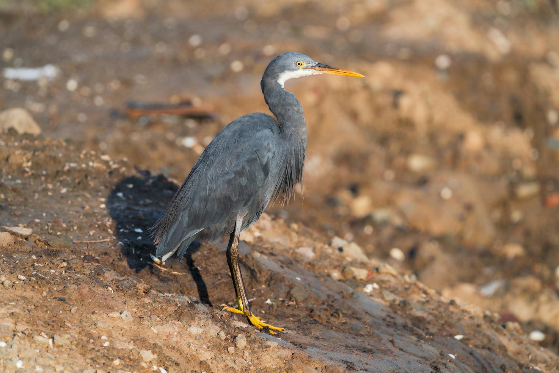 NWSL 2025 Season Preview: Teams, Standings, Top Players, and Schedule Highlights