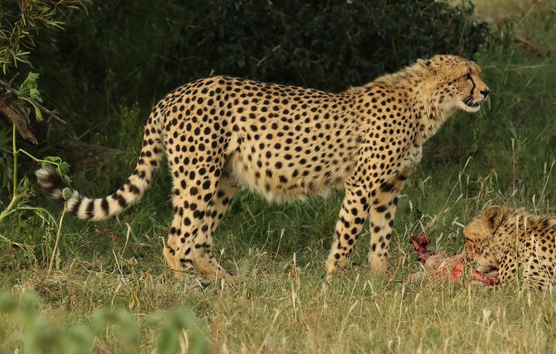 Two cheetahs in a natural habitat, one feeding, in African wilderness.