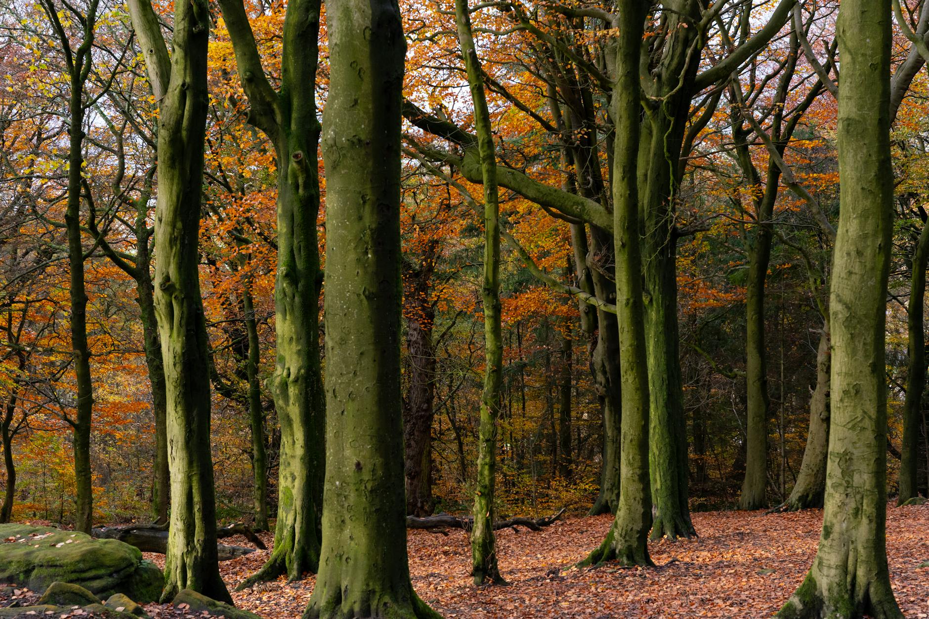 Free stock photo of 2025 wallpaper, 4k nature, a forest