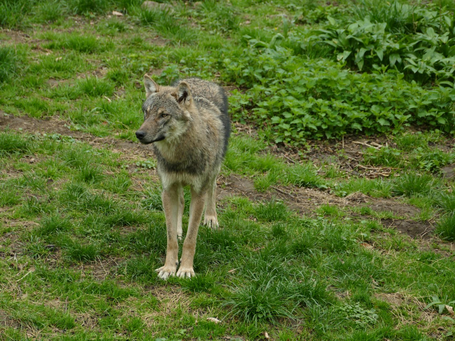 A lone gray wolf stands alert in a lush green forest clearing.