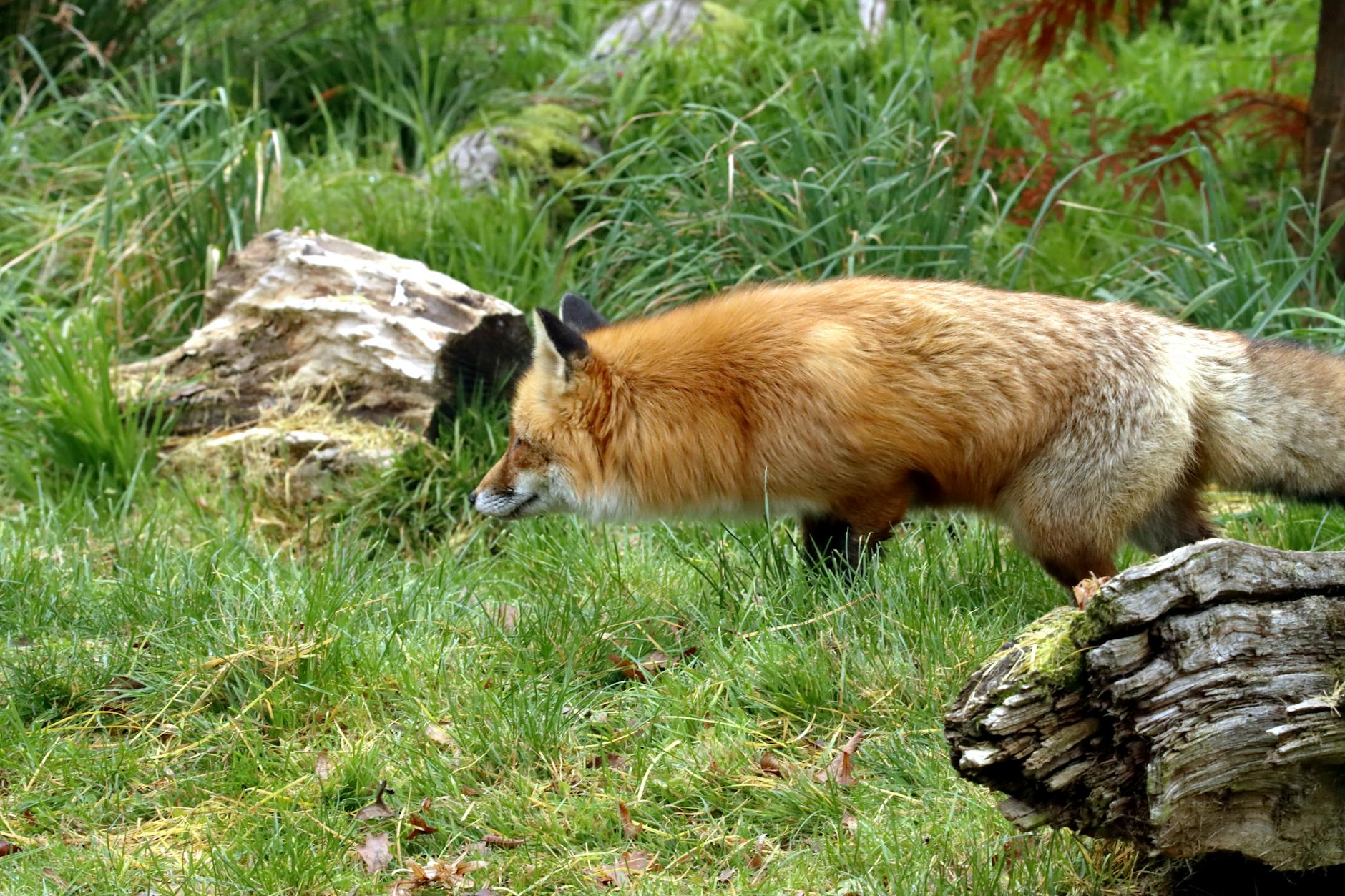 A red fox exploring lush greenery in a spring forest setting.