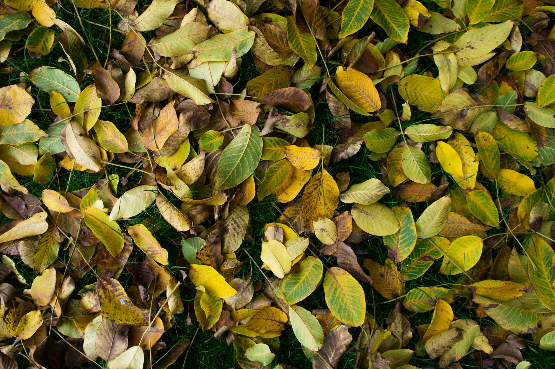 Vibrant autumn leaves scattered on lush green grass in Sint-Niklaas, Belgium.