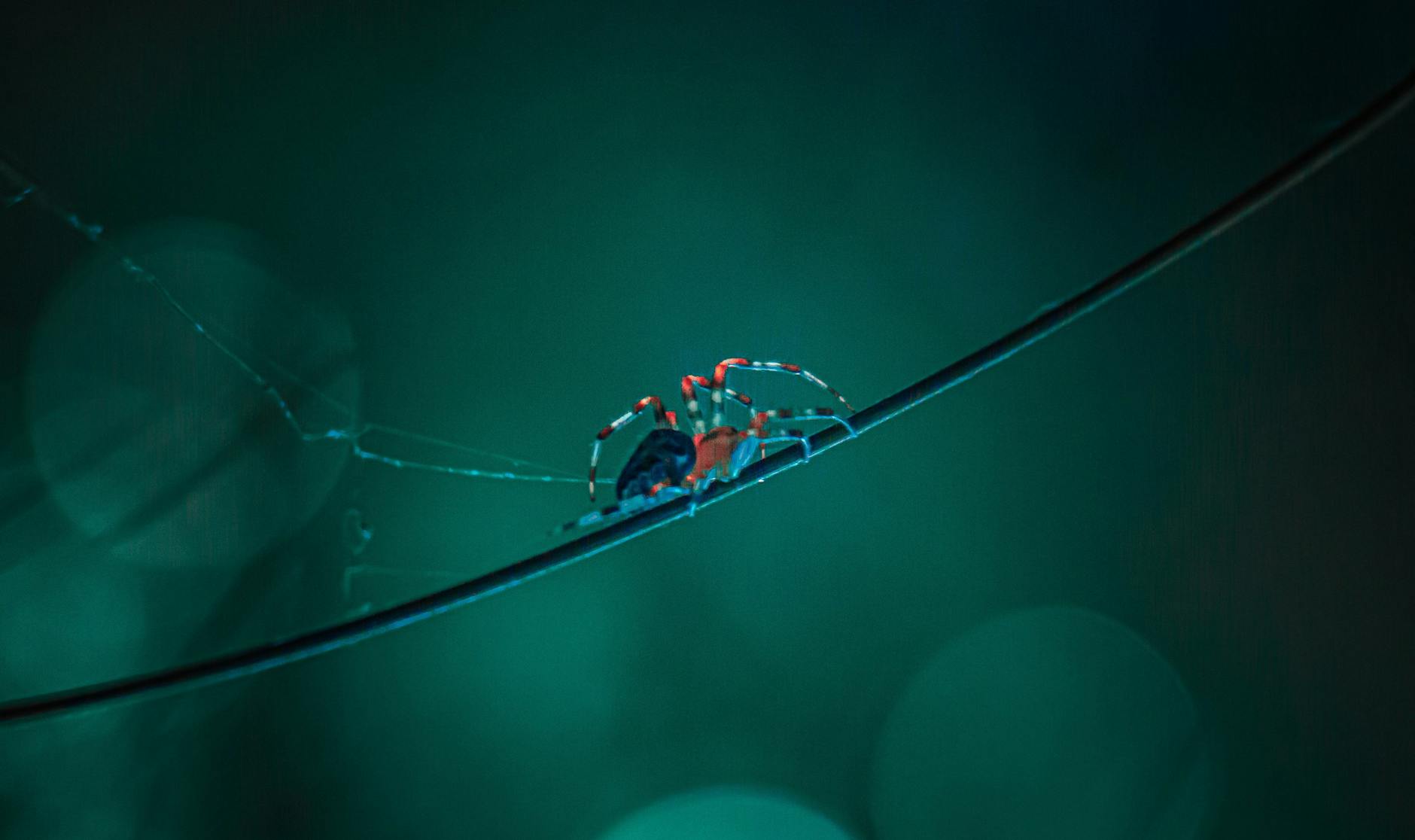 Up-close shot of a spider on its web in a dark, moody setting. Features vibrant colors and intricate detail.