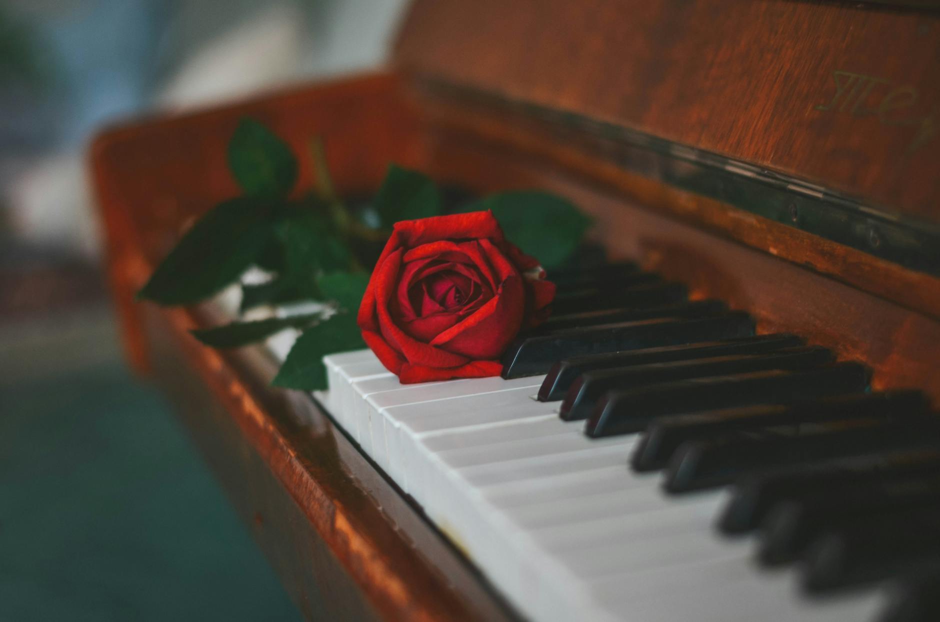 Elegant close-up of a red rose resting on piano keys, symbolizing romance and music.