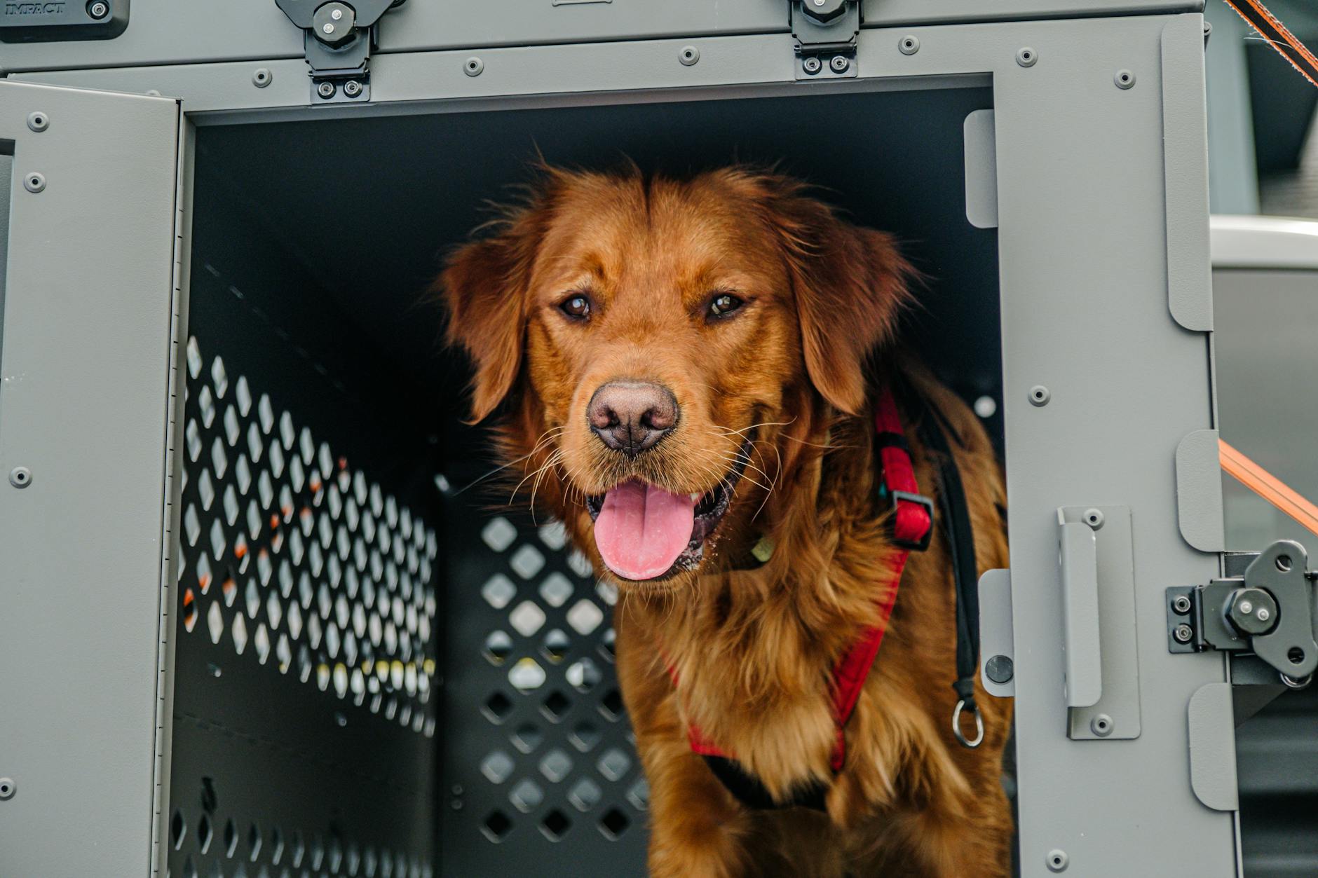 Golden Retriever in a secure, collapsible dog crate for safe travels.