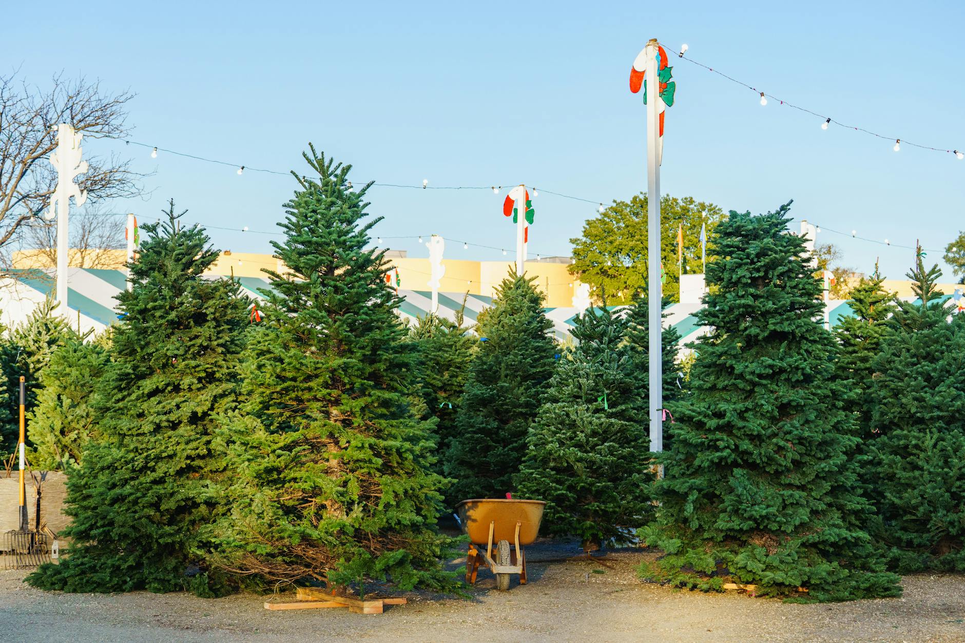 Outdoor Christmas tree market with ready-to-sell evergreen trees under festive lighting.