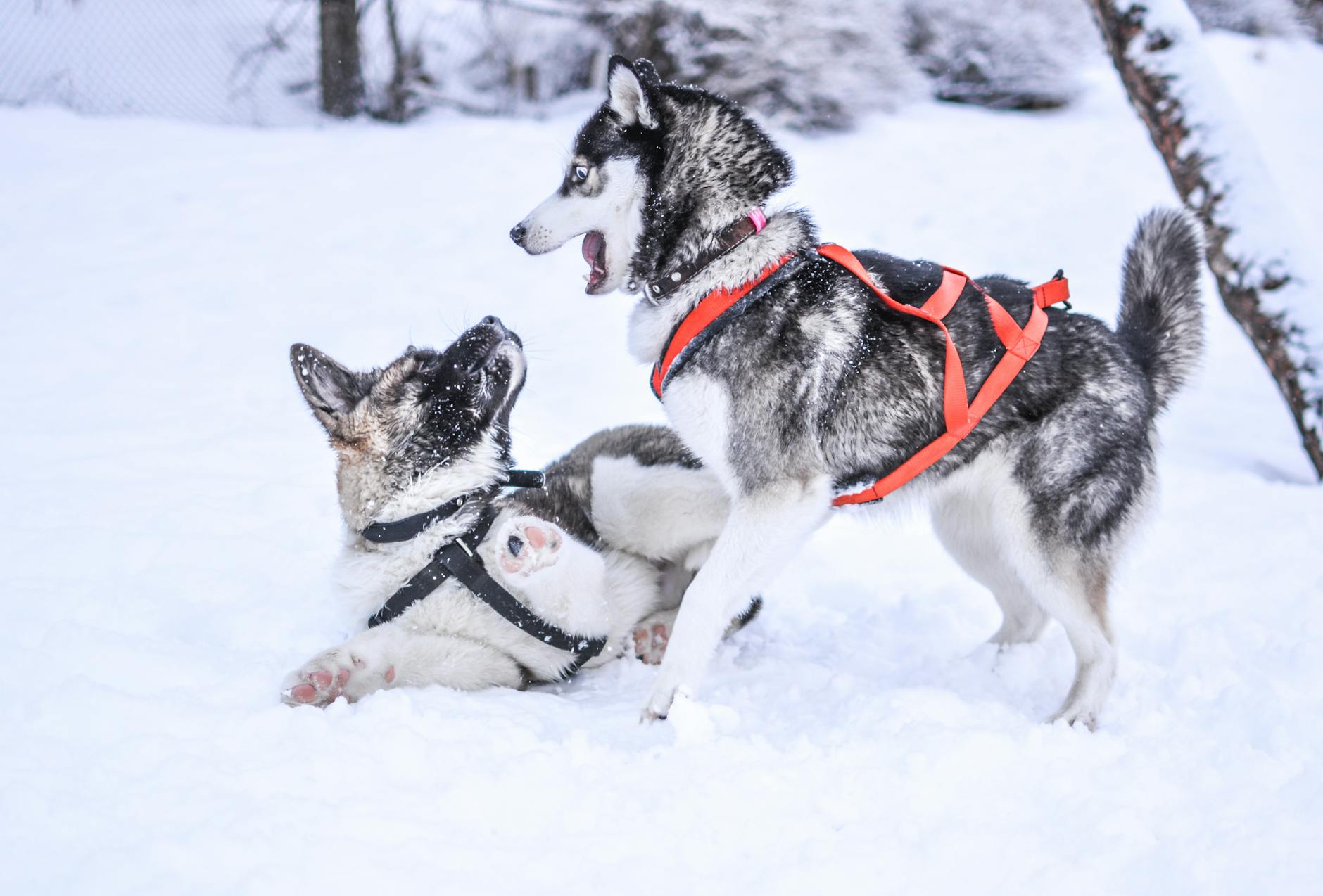 Huskies and Malamutes in Hay Day: A Complete Guide to…