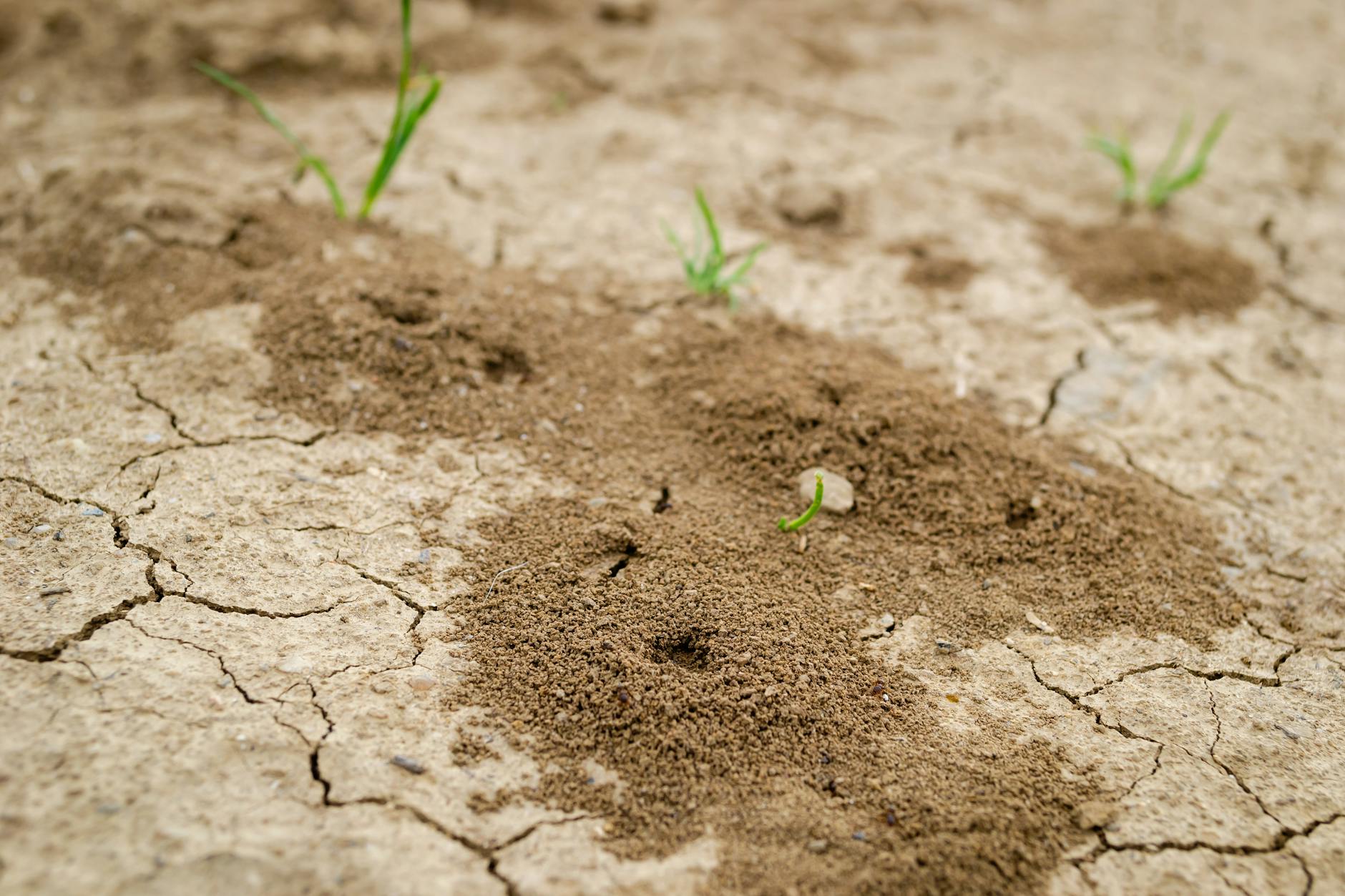 Close-up view of ant hills on dry cracked soil with sparse grass growth in Serbia.